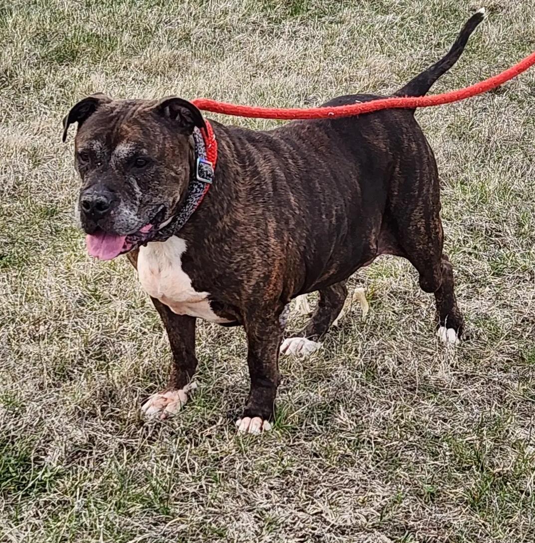 Rocky, an adoptable Staffordshire Bull Terrier in Le Mars, IA, 51031 | Photo Image 1