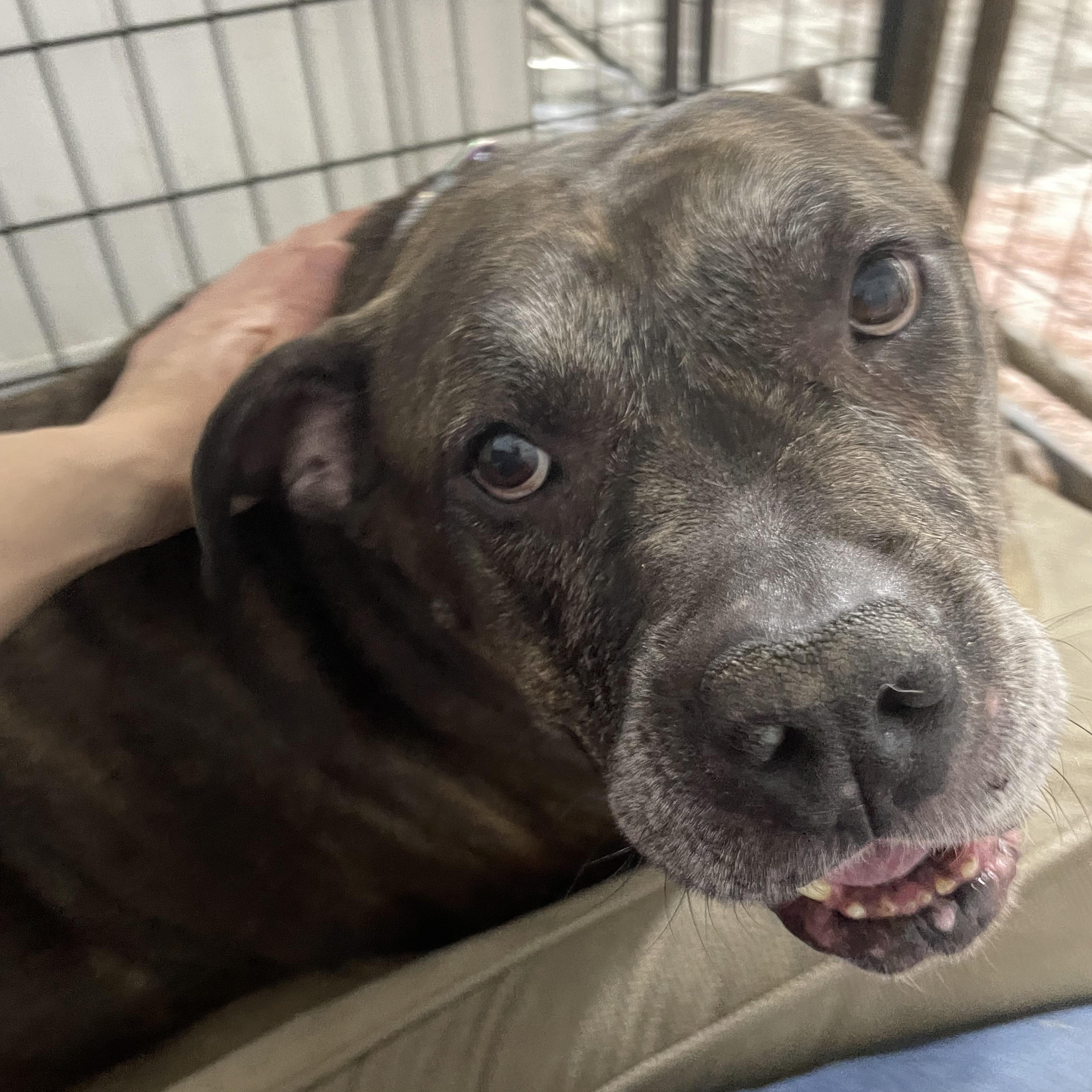 Rocky, an adoptable Staffordshire Bull Terrier in Le Mars, IA, 51031 | Photo Image 3