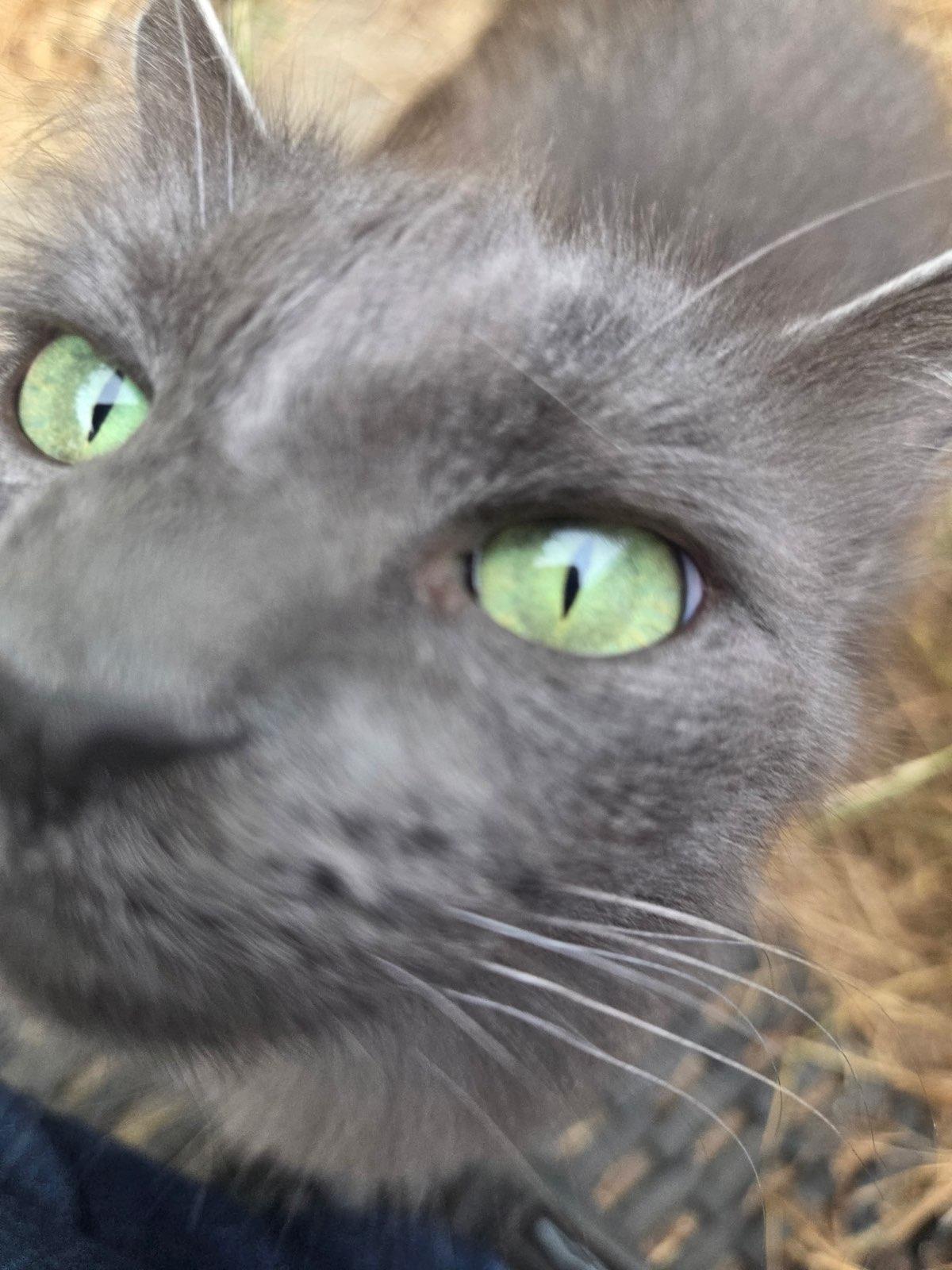 Muffy, Adoptable, Adult Female Nebelung & Domestic Long Hair.