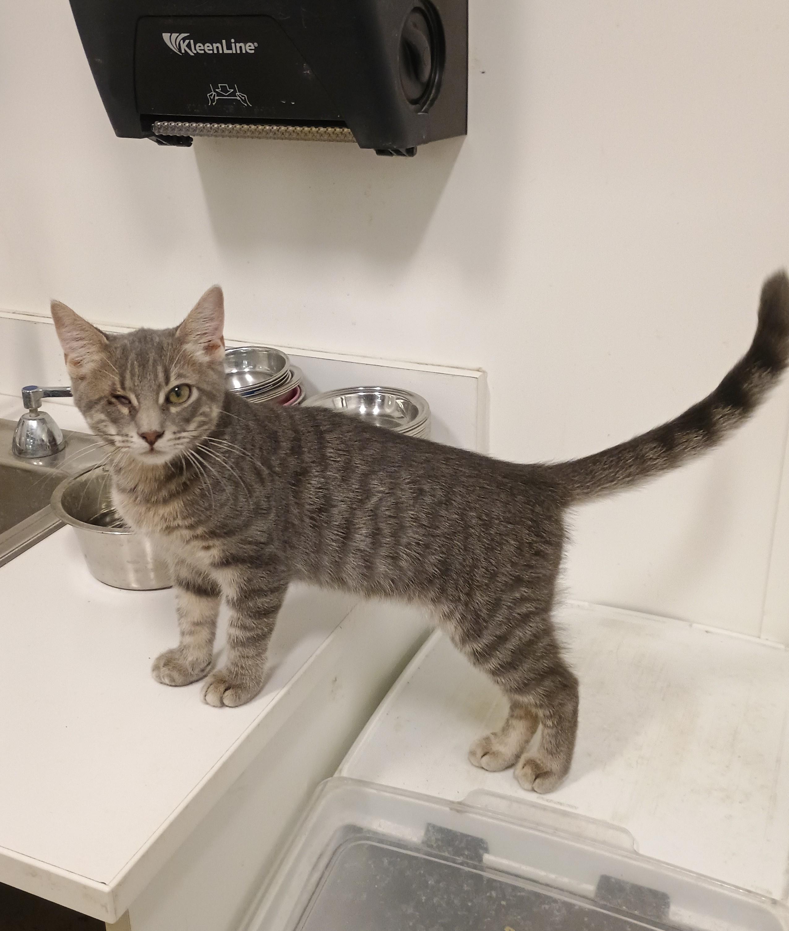 Winky - cuddly & playful, Adoptable, Kitten Male Domestic Short Hair.