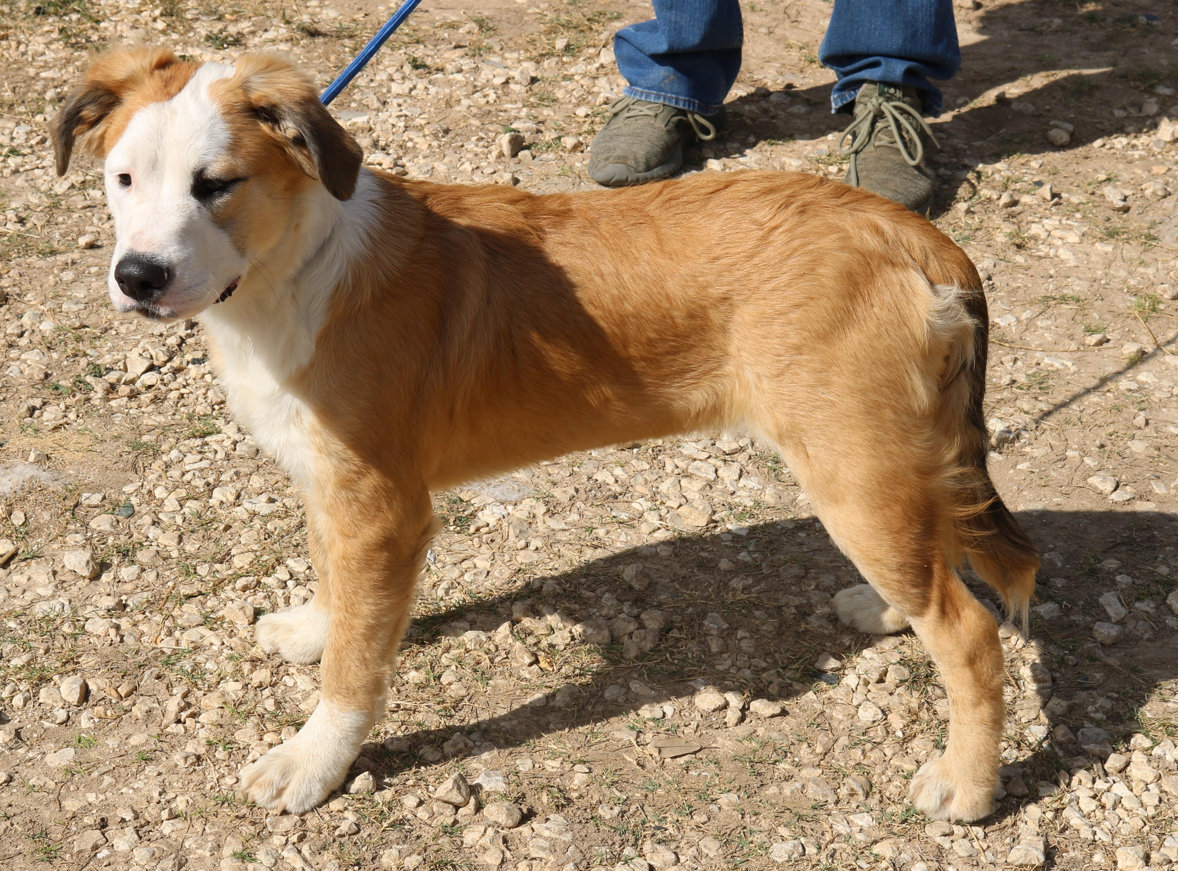 Enlarge Barron, a Adoptable mixed breed in Bandera, TX image 4/5