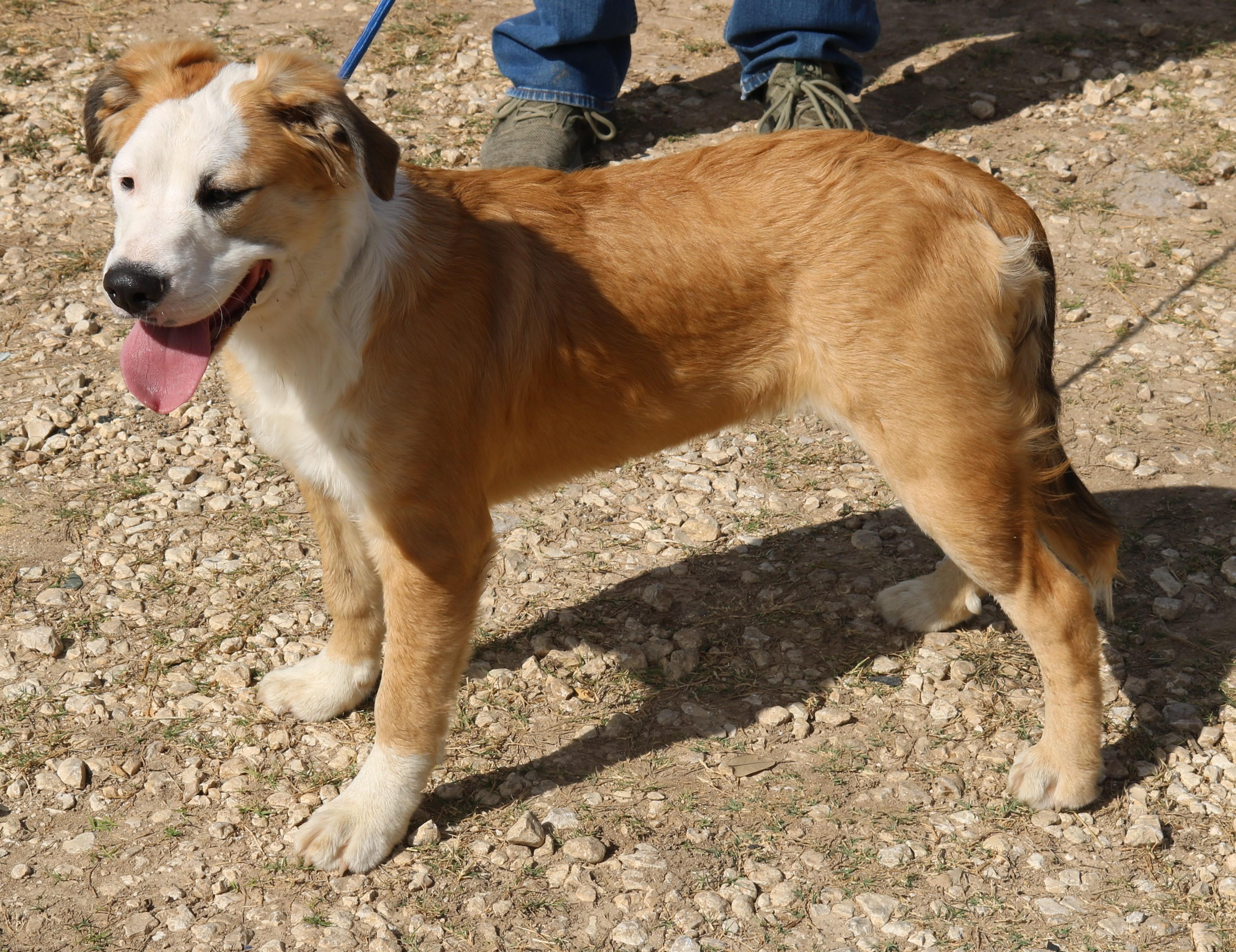 Enlarge Barron, a Adoptable mixed breed in Bandera, TX image 3/5