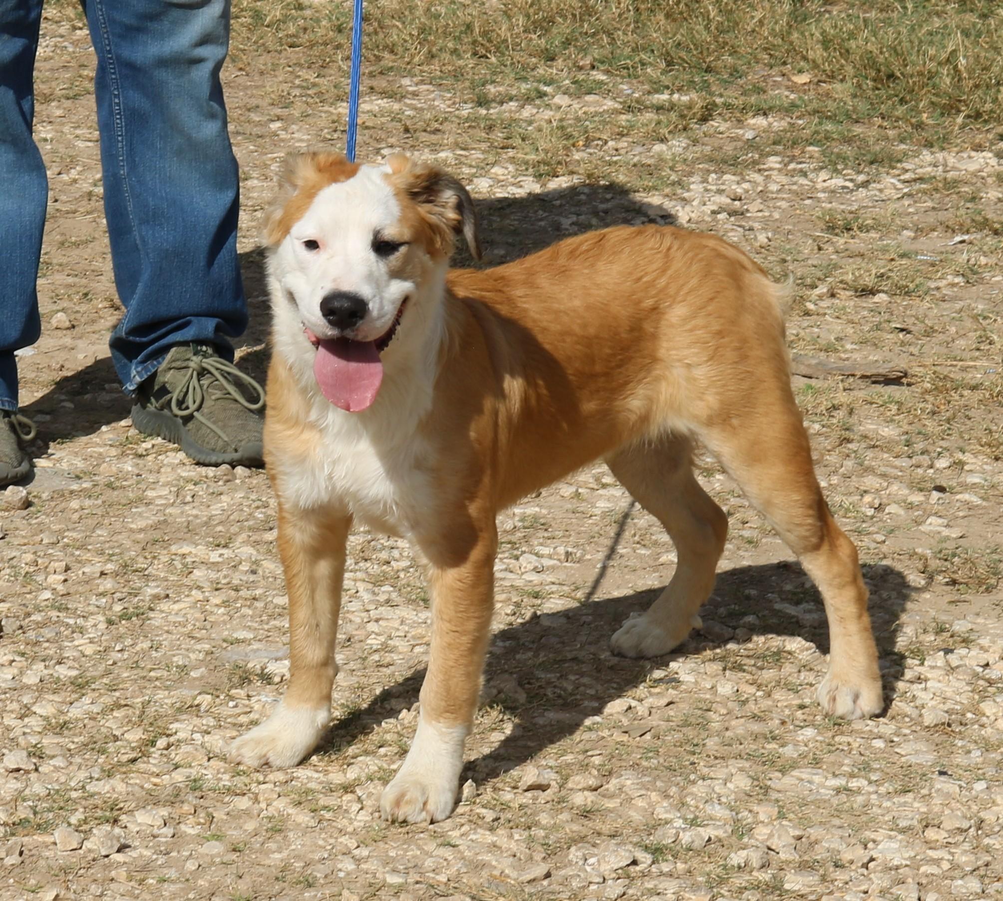 Barron, Adoptable, Puppy Male Mastiff & Great Pyrenees.