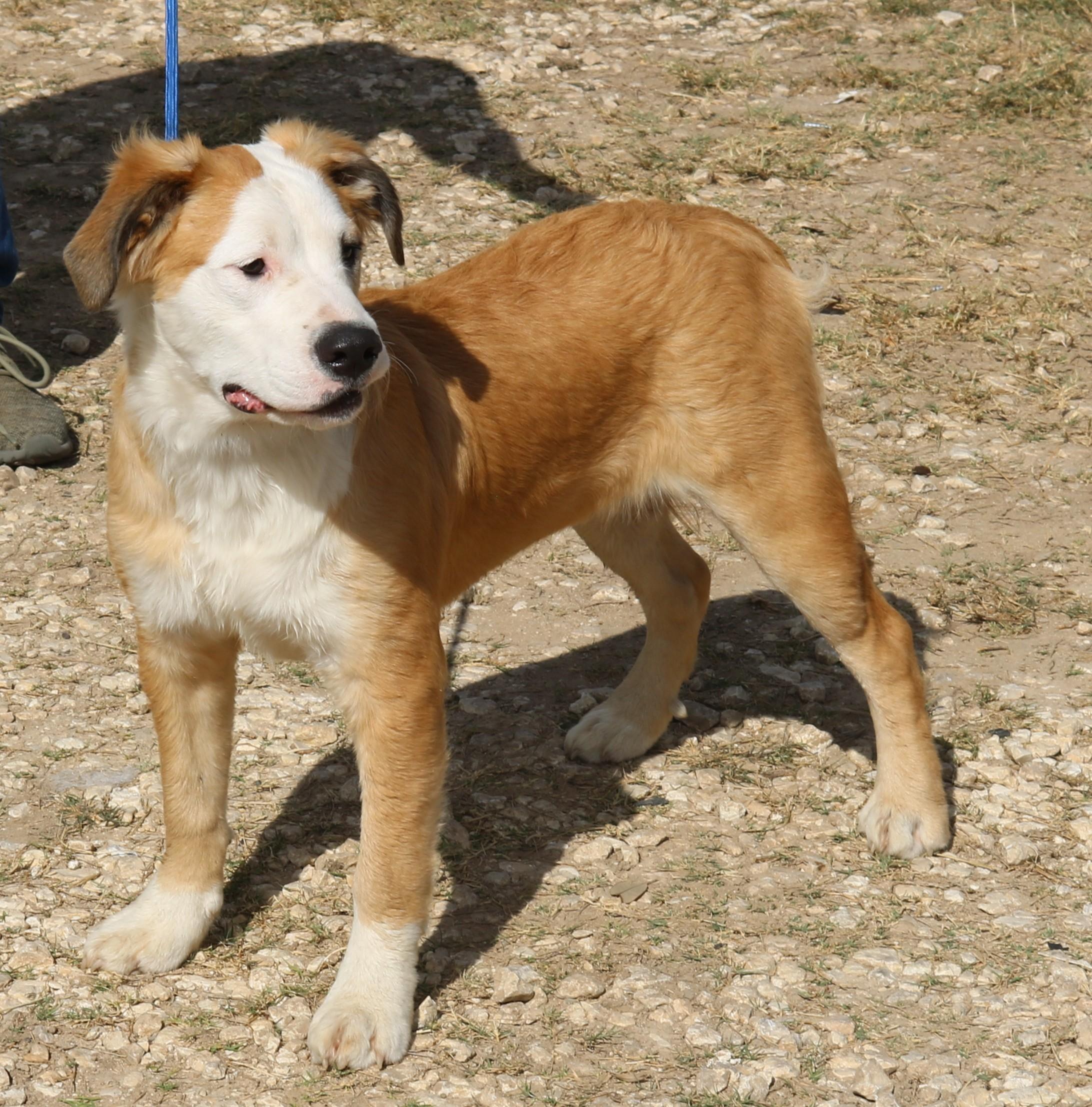 Enlarge Barron, a Adoptable mixed breed in Bandera, TX image 5/5