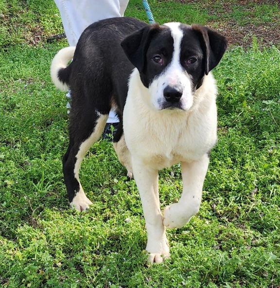 251960 Verbena — thumbnail 2