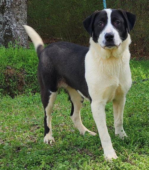 251960 Verbena — thumbnail 3