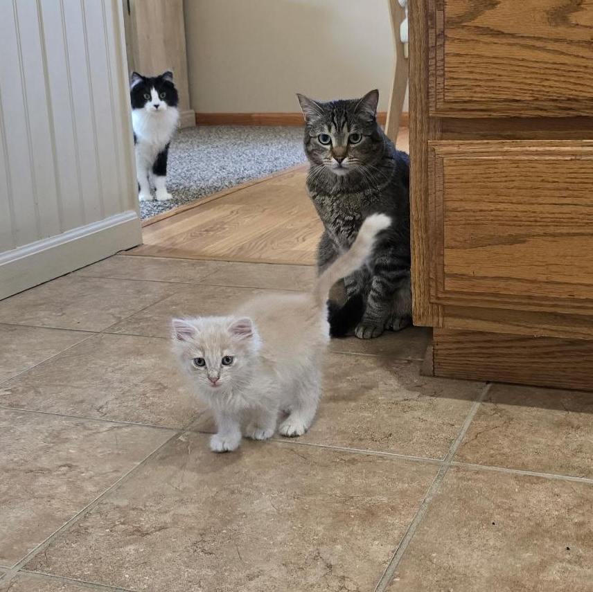Enlarge Yuji, a Adoptable Domestic Medium Hair in Omaha, NE image 5/5