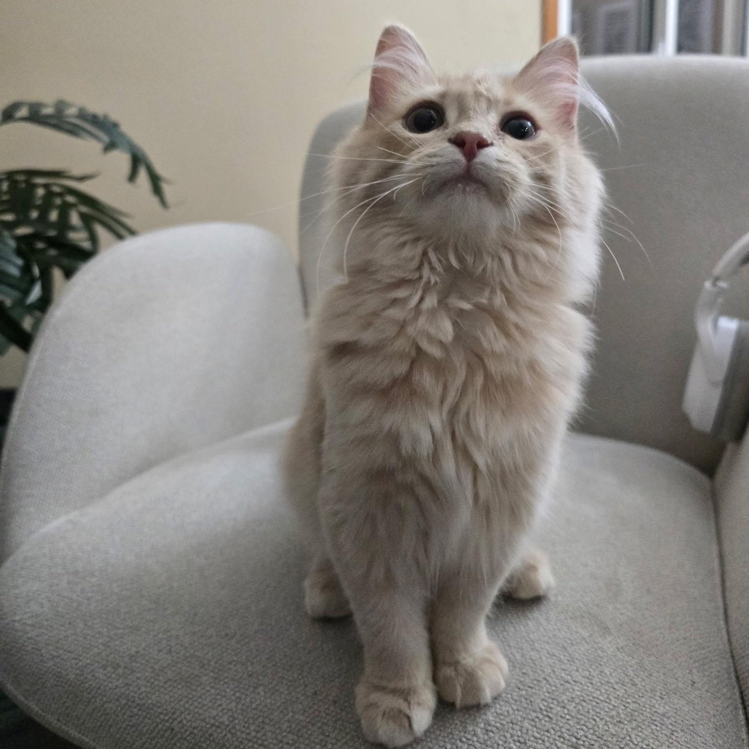 Enlarge Yuji, a Adoptable Domestic Medium Hair in Omaha, NE image 3/5