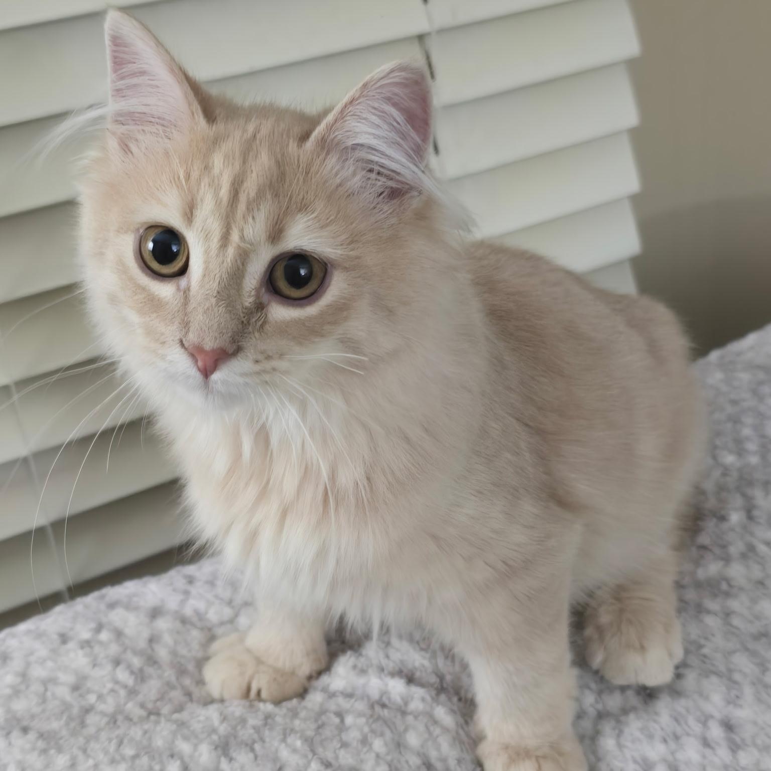 Yuji, Adoptable, Kitten Male Domestic Medium Hair.
