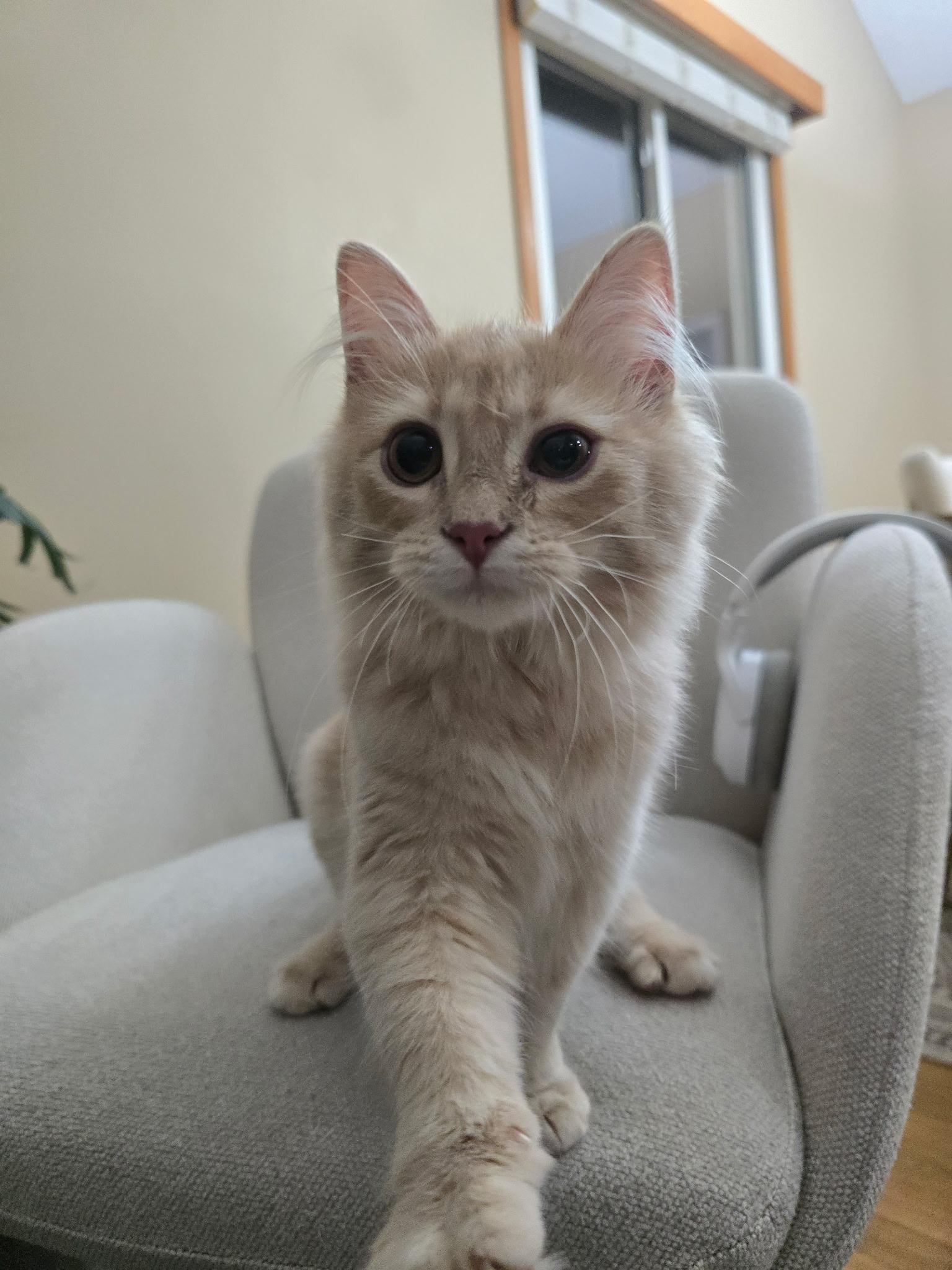 Enlarge Yuji, a Adoptable Domestic Medium Hair in Omaha, NE image 2/5