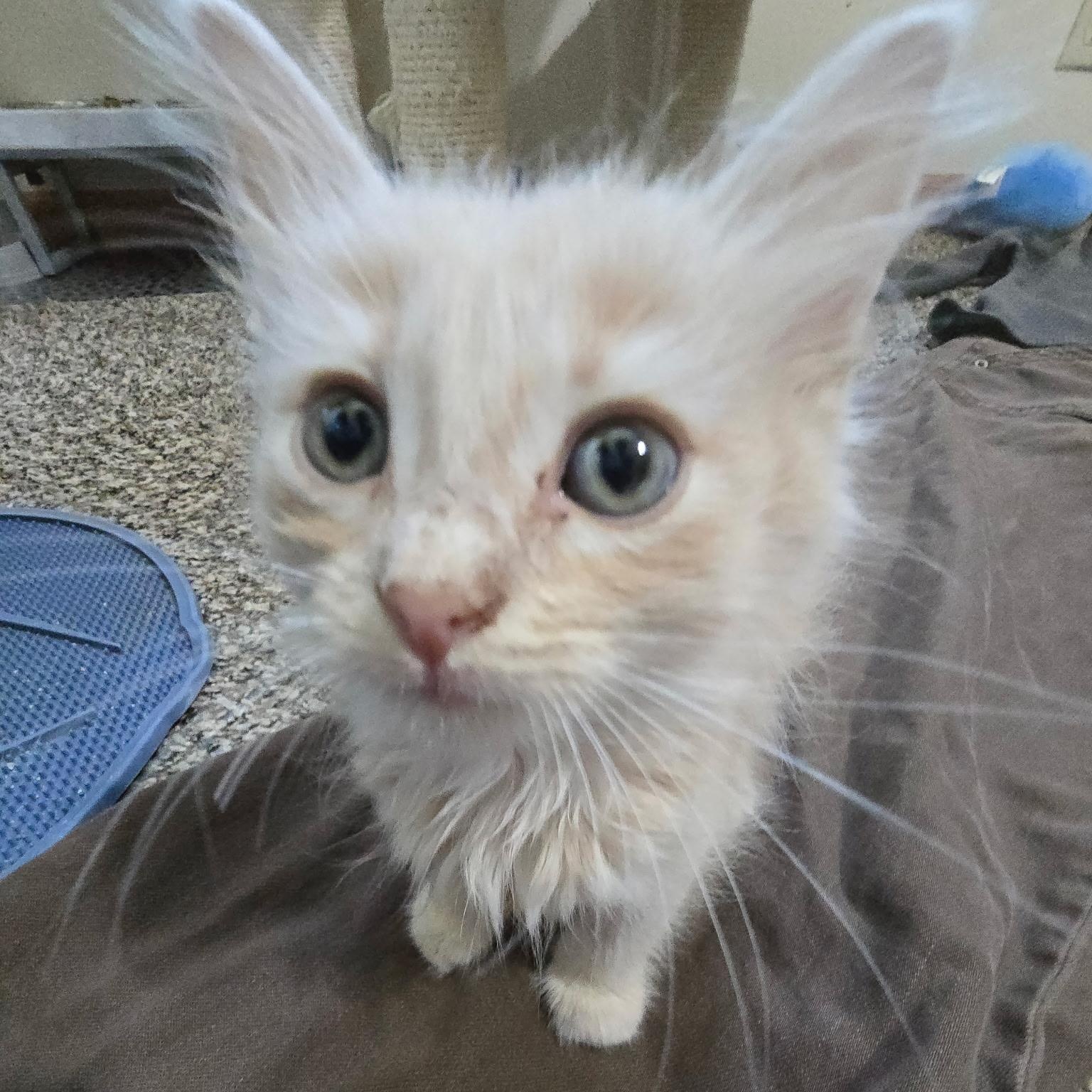 Enlarge Yuji, a Adoptable Domestic Medium Hair in Omaha, NE image 4/5