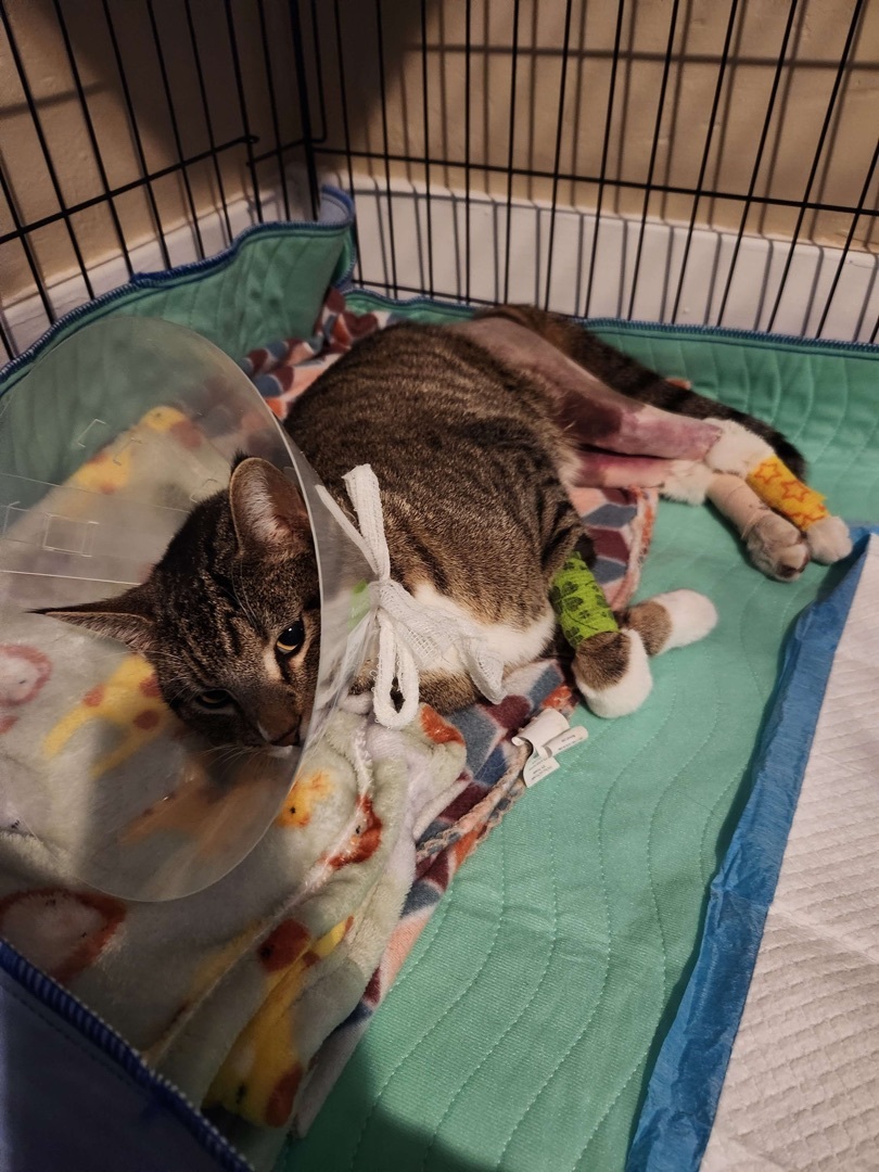 Caelan, a Adoptable Domestic Short Hair in Great Falls, MT image 4/5