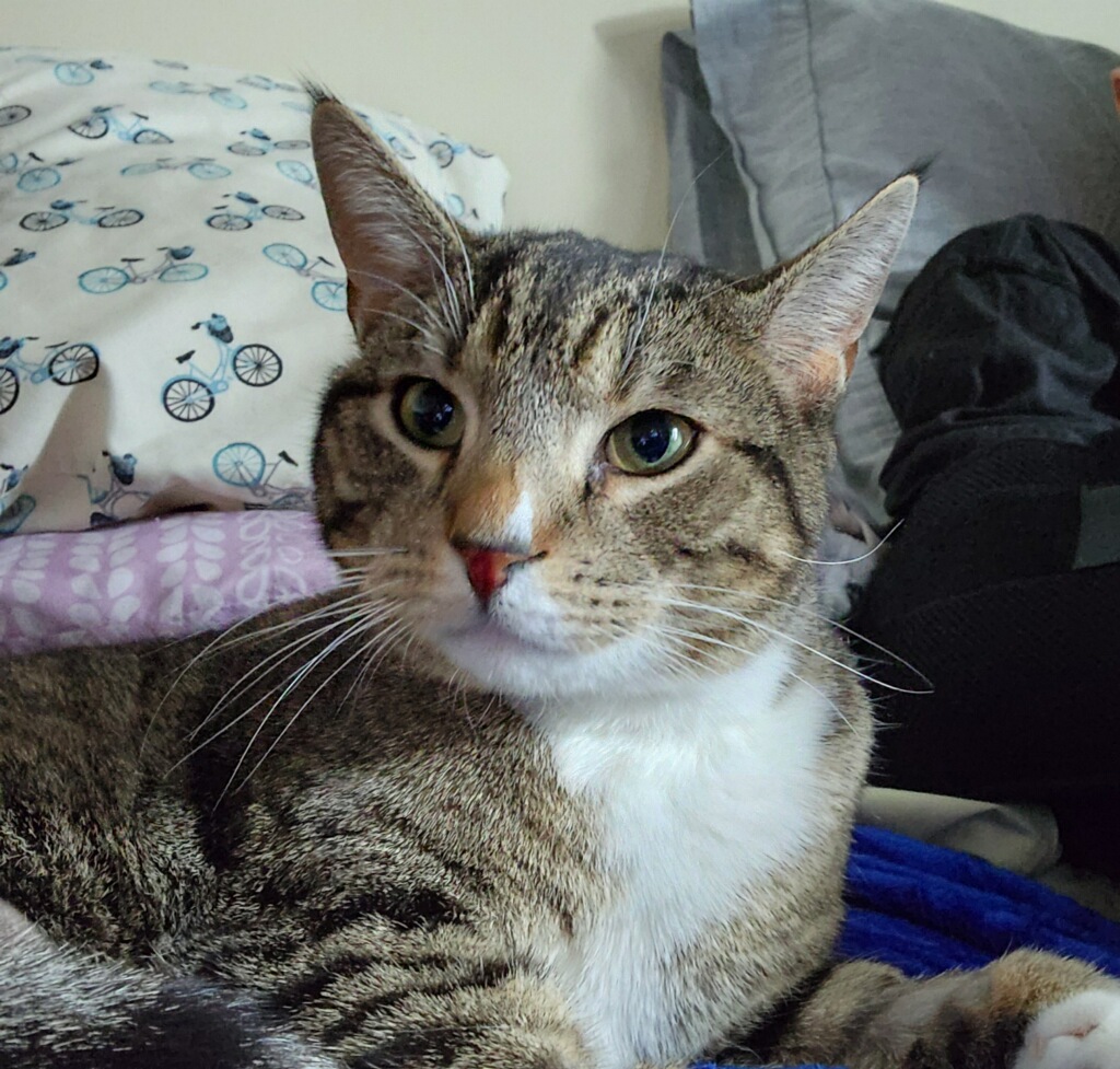 Caelan, a Adoptable Domestic Short Hair in Great Falls, MT image 2/5