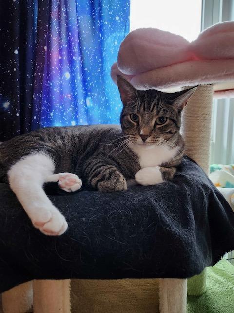 Caelan, a Adoptable Domestic Short Hair in Great Falls, MT image 1/5