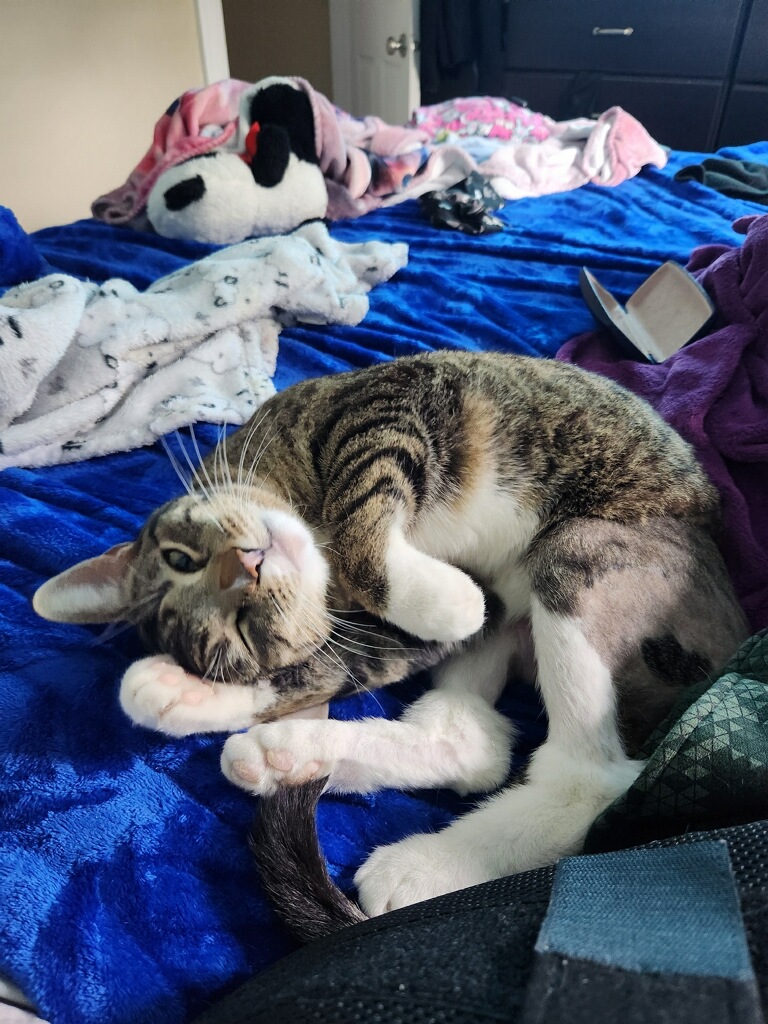 Caelan, a Adoptable Domestic Short Hair in Great Falls, MT image 3/5