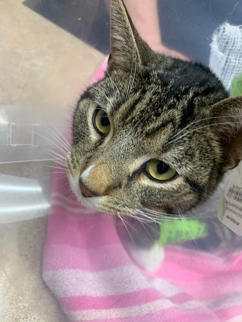 Caelan, a Adoptable Domestic Short Hair in Great Falls, MT image 5/5