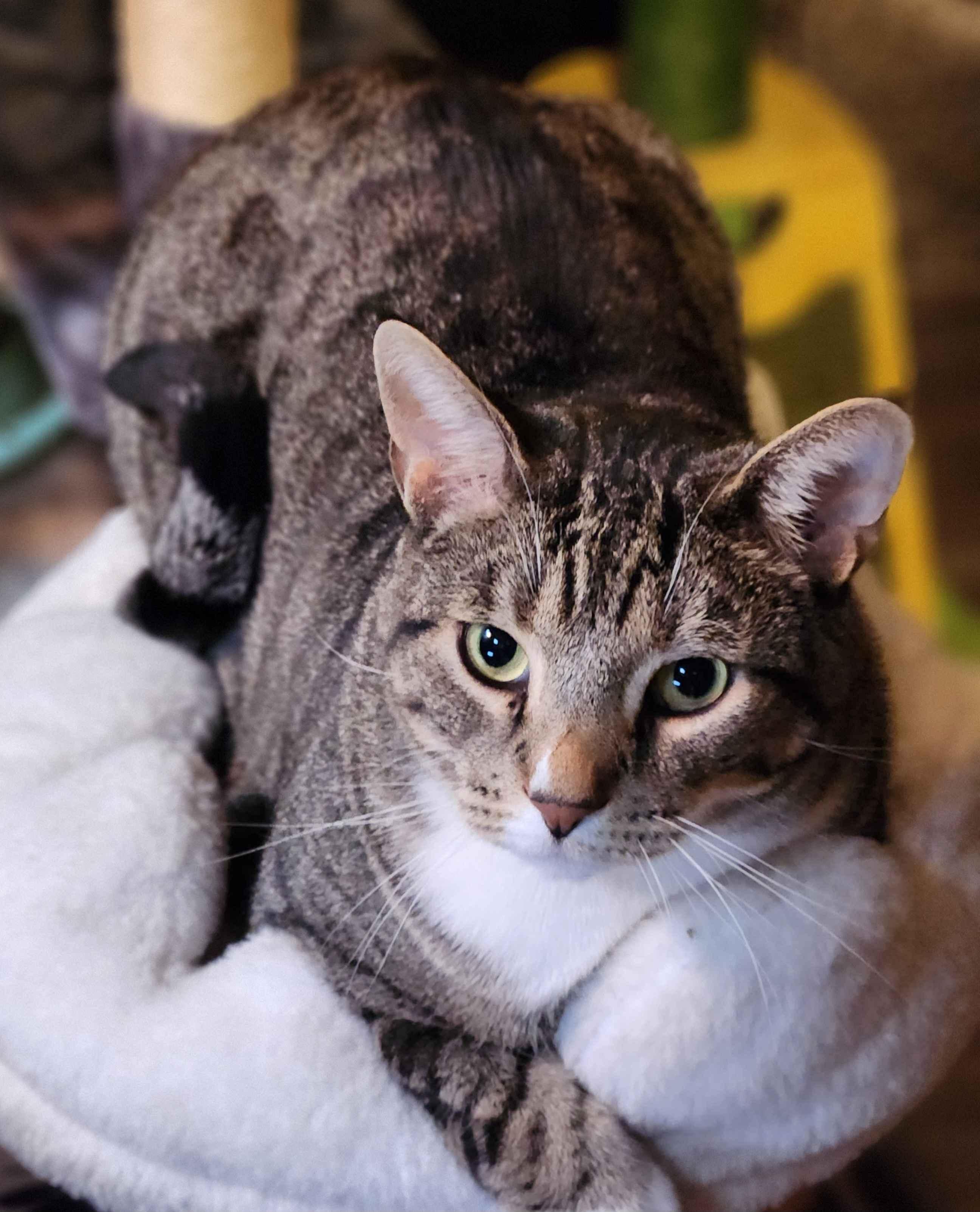 Enlarge Caelan, a Adoptable Domestic Short Hair in Great Falls, MT image 1/4