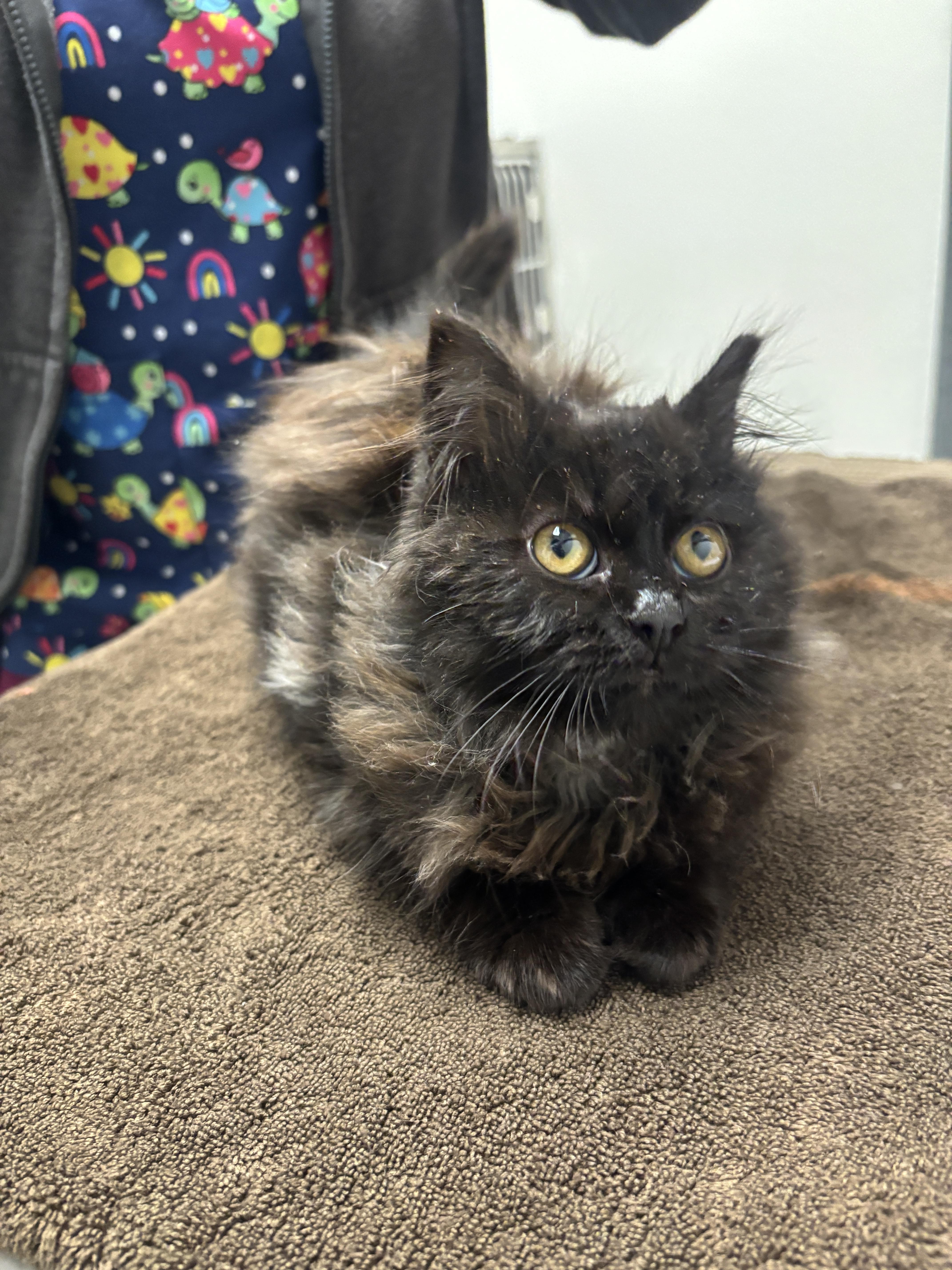 Enlarge Willow, a Adopted mixed breed in Chico, CA image 1/1