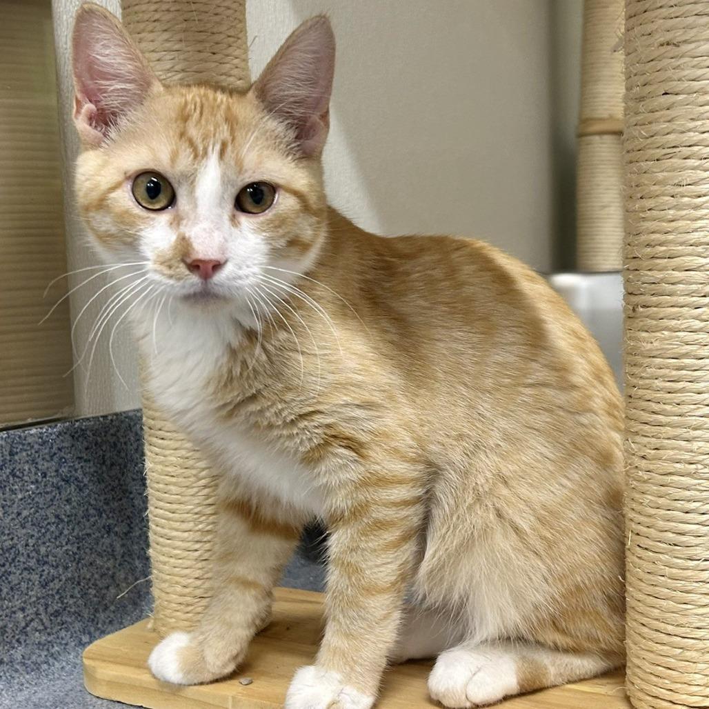 Enlarge Murphy, a Adoptable Domestic Short Hair in St Joseph, MO image 1/1