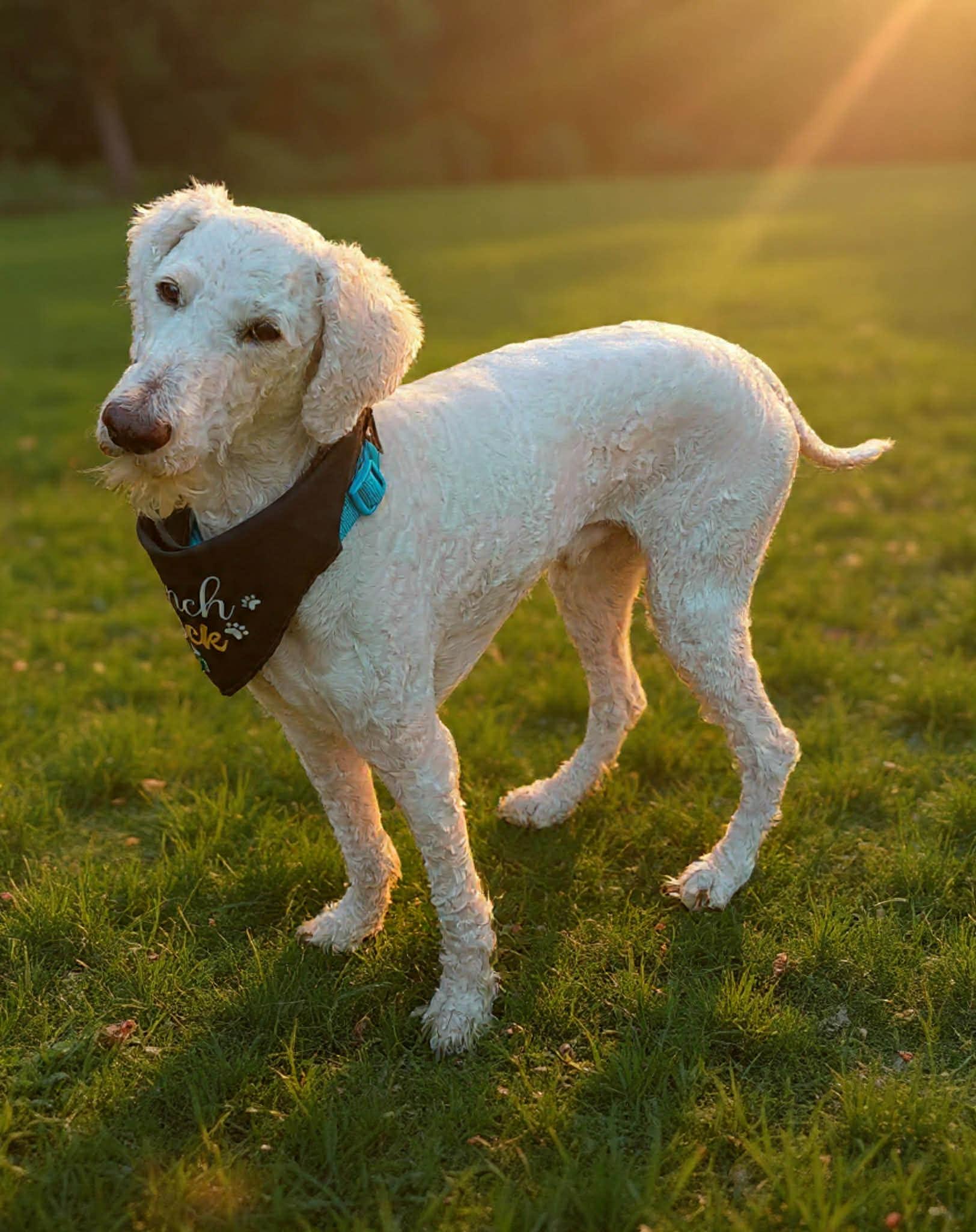 Connor, a ADOPTABLE mixed breed in Maiden, NC image 3/5