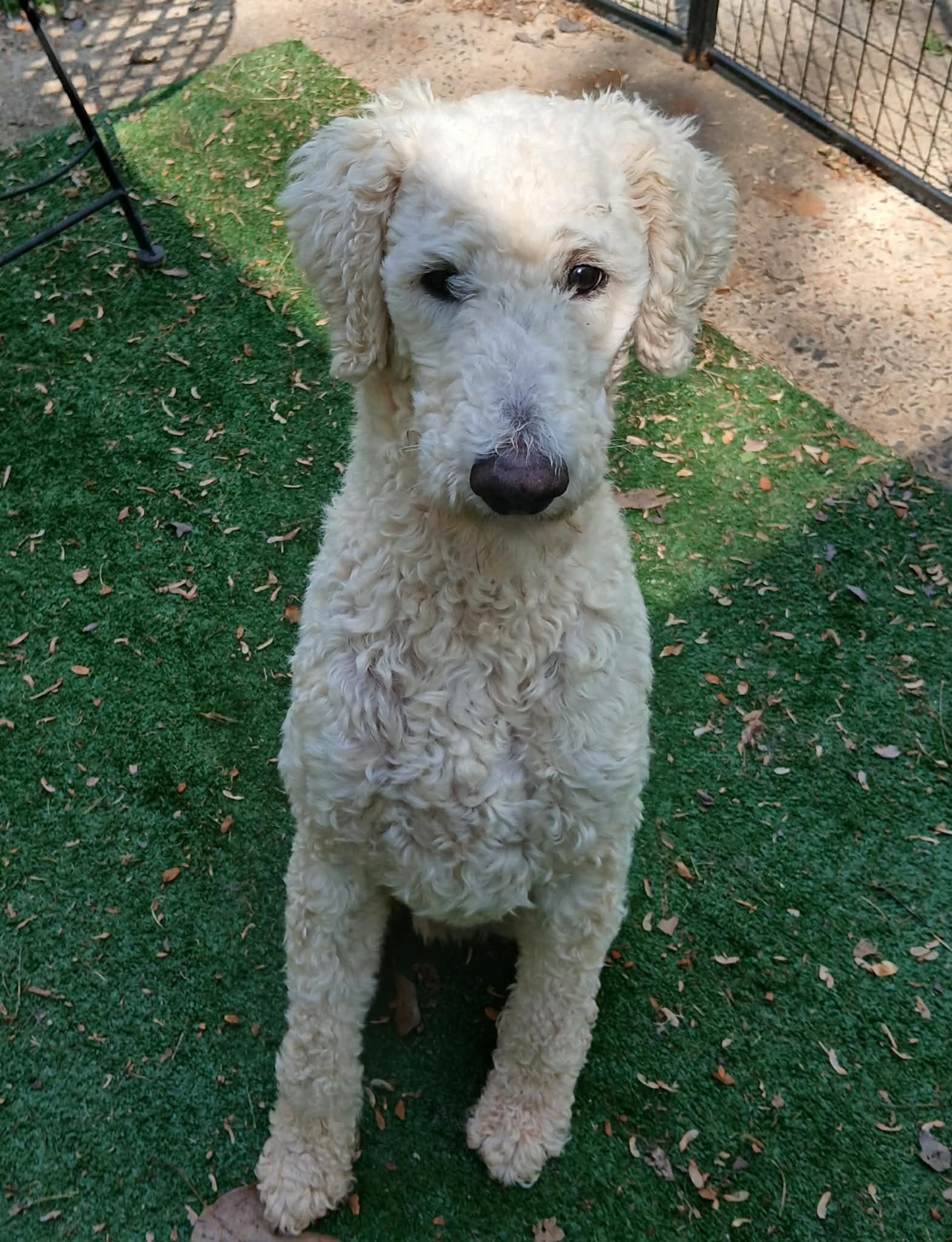 Connor, a ADOPTABLE mixed breed in Maiden, NC image 2/5