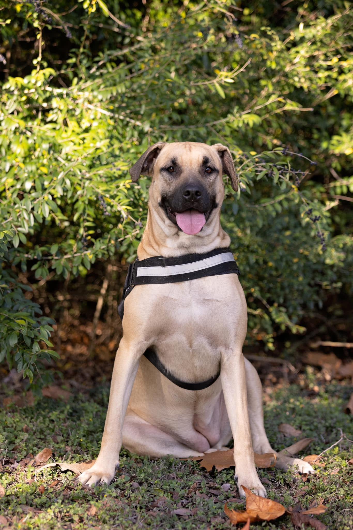 Amaretto (DNA tested), Adoptable, Young Female Pit Bull Terrier & American Bulldog.