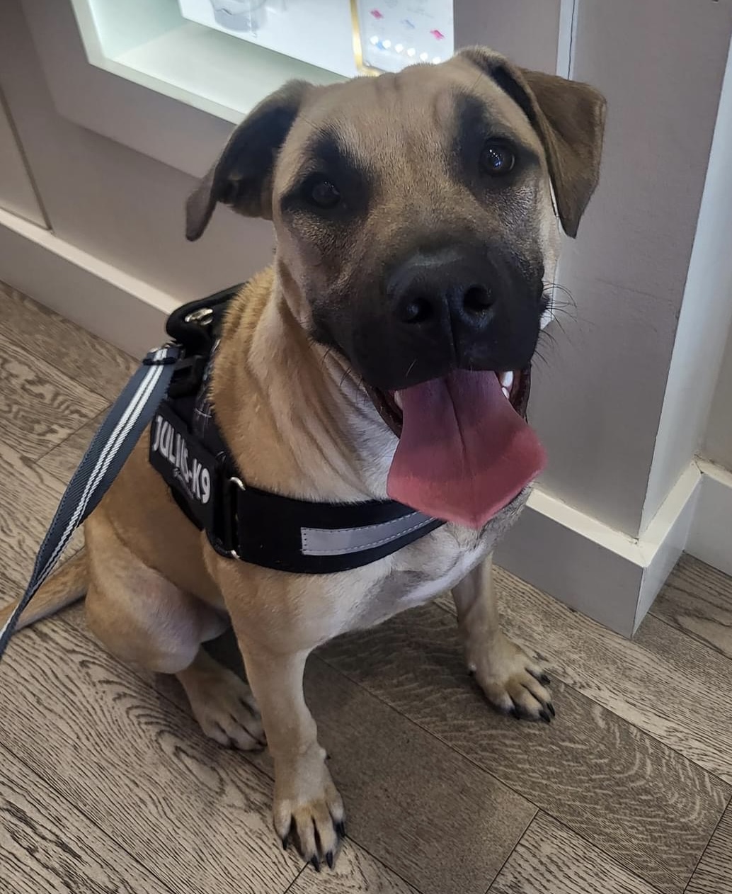 Enlarge Amaretto (DNA tested), a Adoptable mixed breed in Benbrook, TX image 2/5