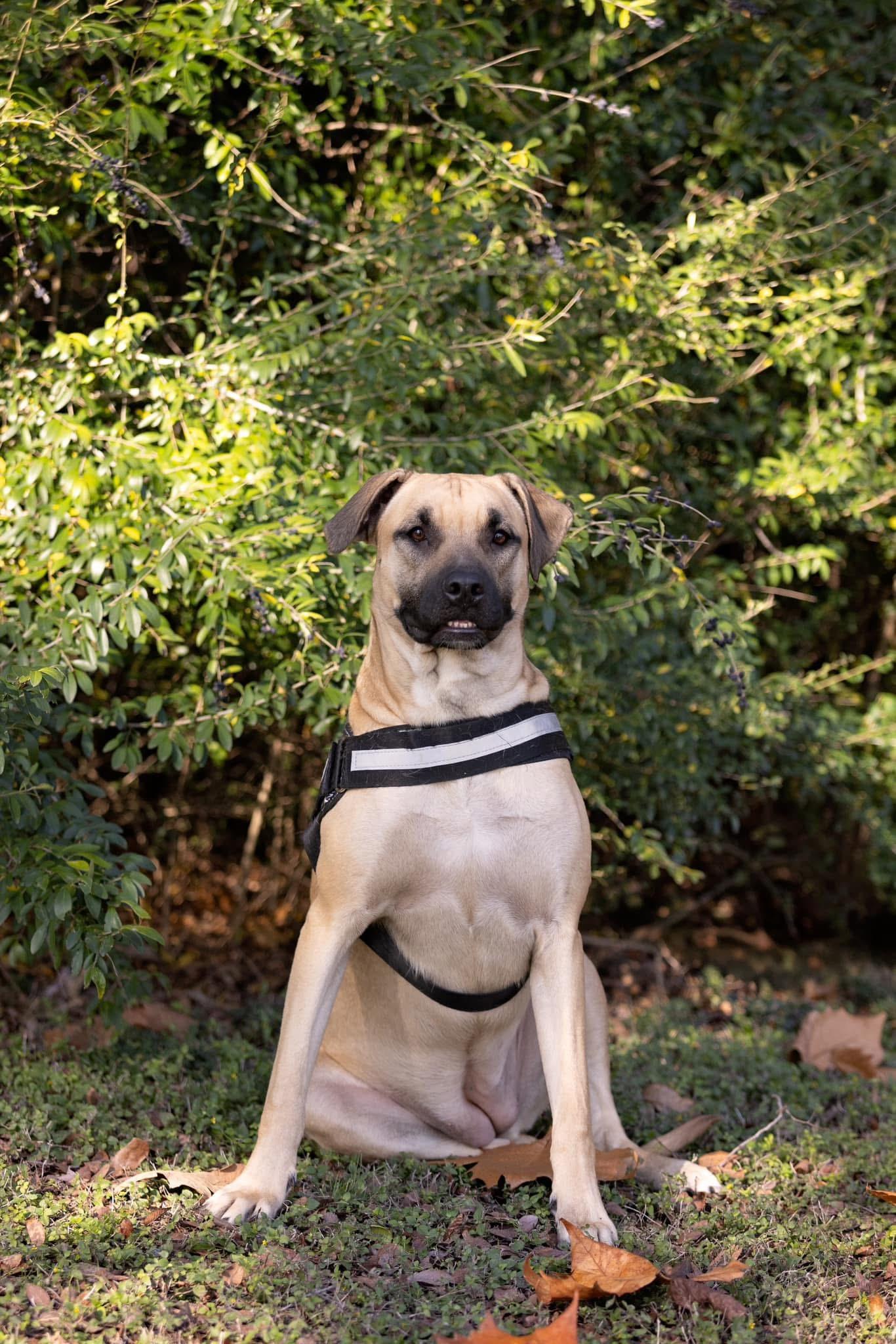 Enlarge Amaretto (DNA tested), a Adoptable mixed breed in Benbrook, TX image 5/5
