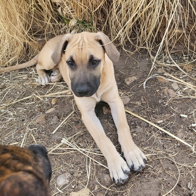 Enlarge Amaretto (DNA tested), a Adoptable mixed breed in Benbrook, TX image 3/5