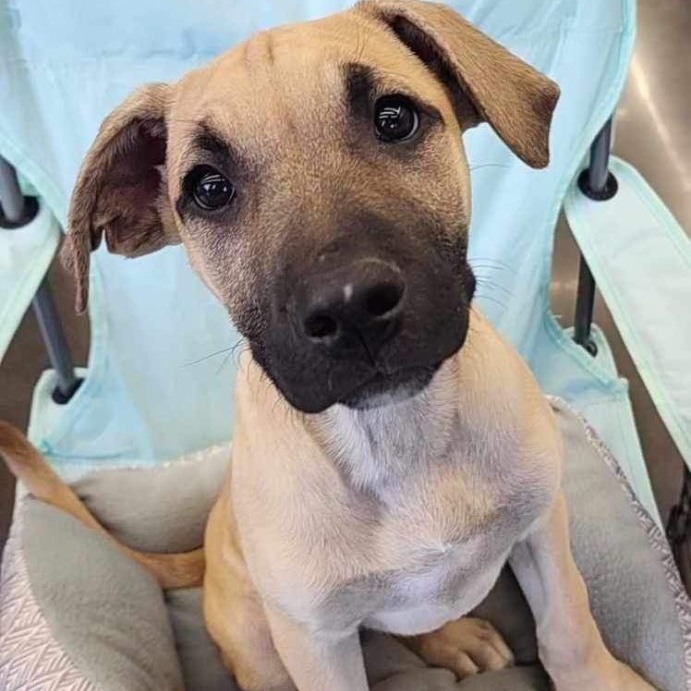 Enlarge Amaretto (DNA tested), a Adoptable mixed breed in Benbrook, TX image 4/5