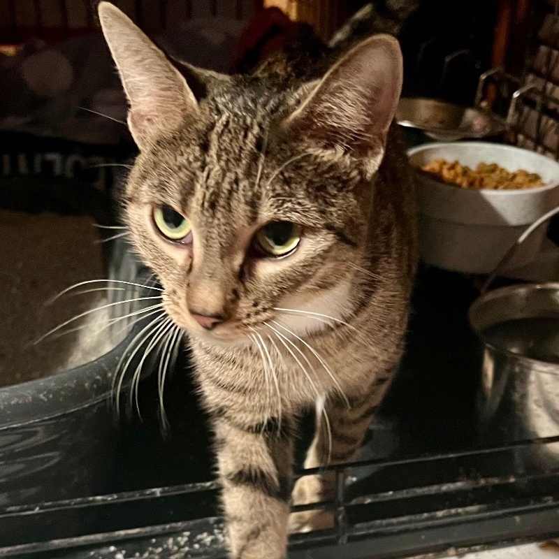 Enlarge Taylor, a Adoptable Domestic Short Hair in Cranford, NJ image 4/5