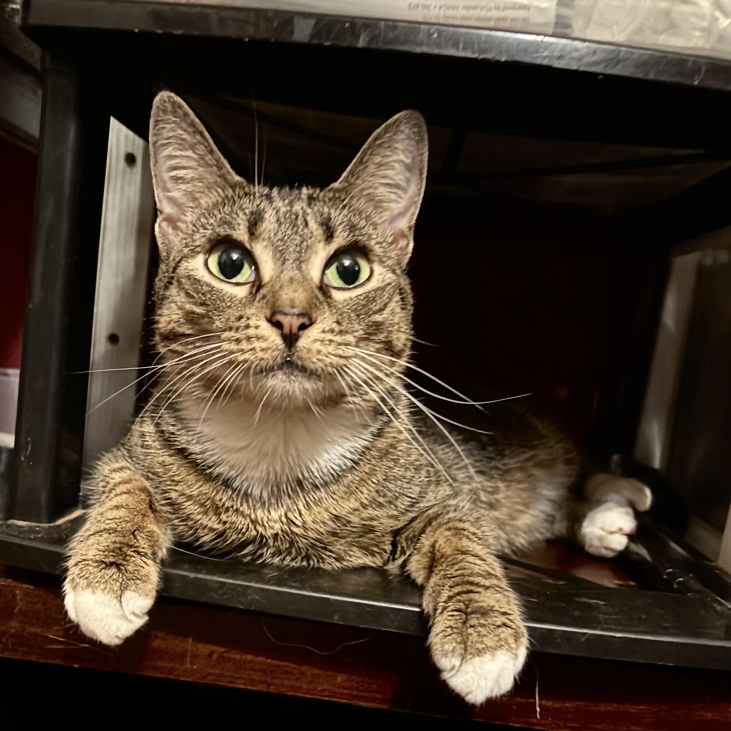 Taylor, Adoptable, Young Female Domestic Short Hair.