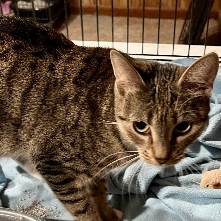 Enlarge Taylor, a Adoptable Domestic Short Hair in Cranford, NJ image 5/5