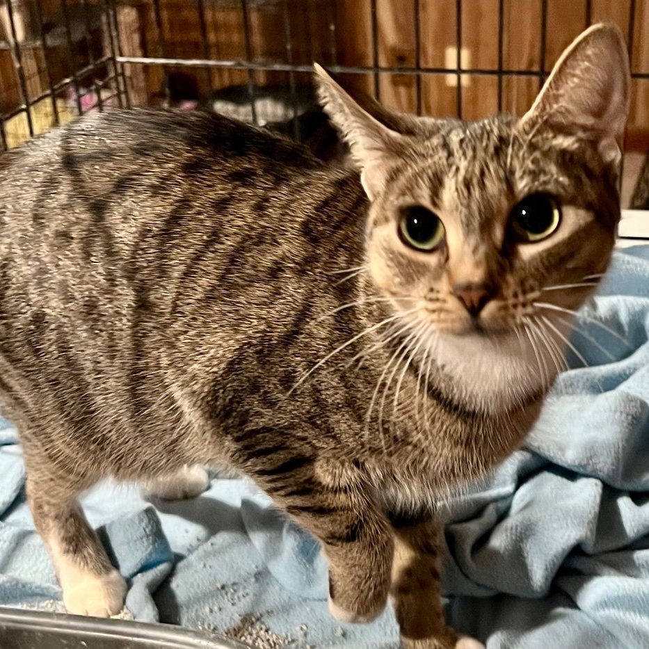 Enlarge Taylor, a Adoptable Domestic Short Hair in Cranford, NJ image 2/5