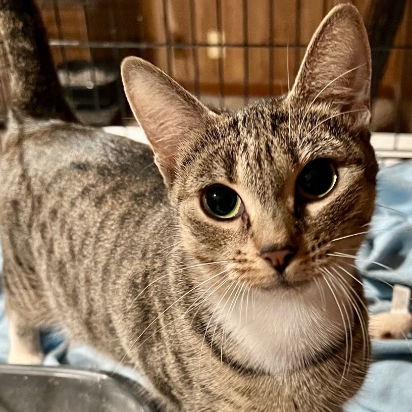 Enlarge Taylor, a Adoptable Domestic Short Hair in Cranford, NJ image 3/5