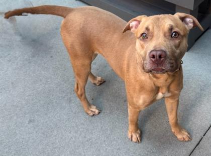 Rudolph, Adoptable, Young Male Pit Bull Terrier & Mixed Breed.