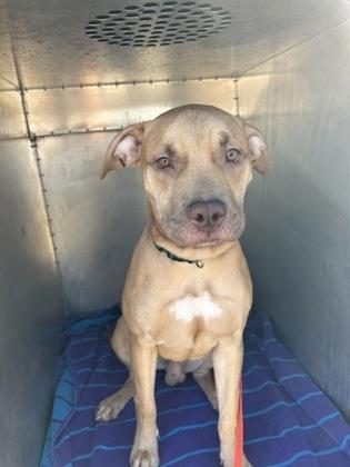 Rudolph, Adoptable, Young Male Pit Bull Terrier & Mixed Breed.