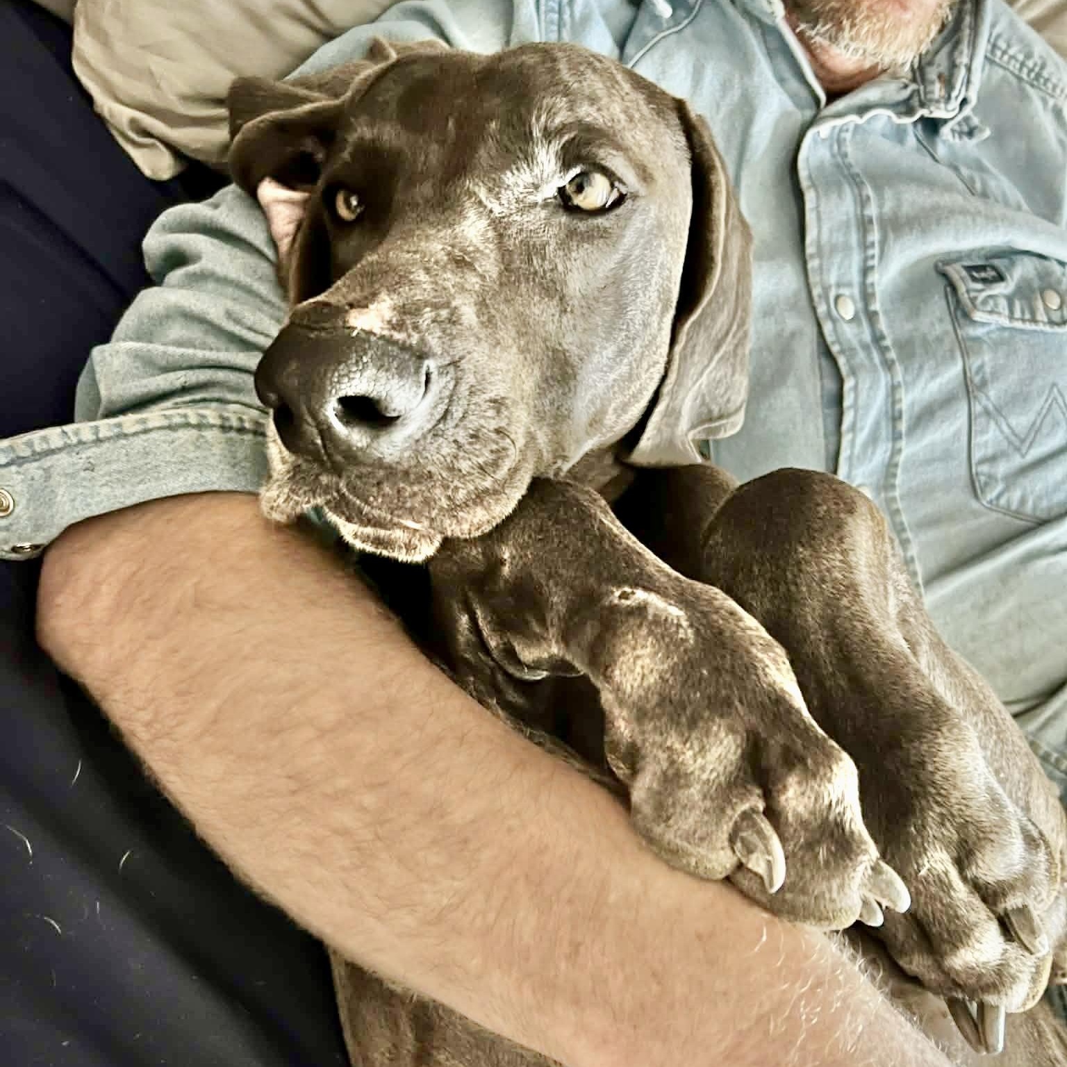 Andy, a Adoptable Weimaraner in Brattleboro , VT image 5/6
