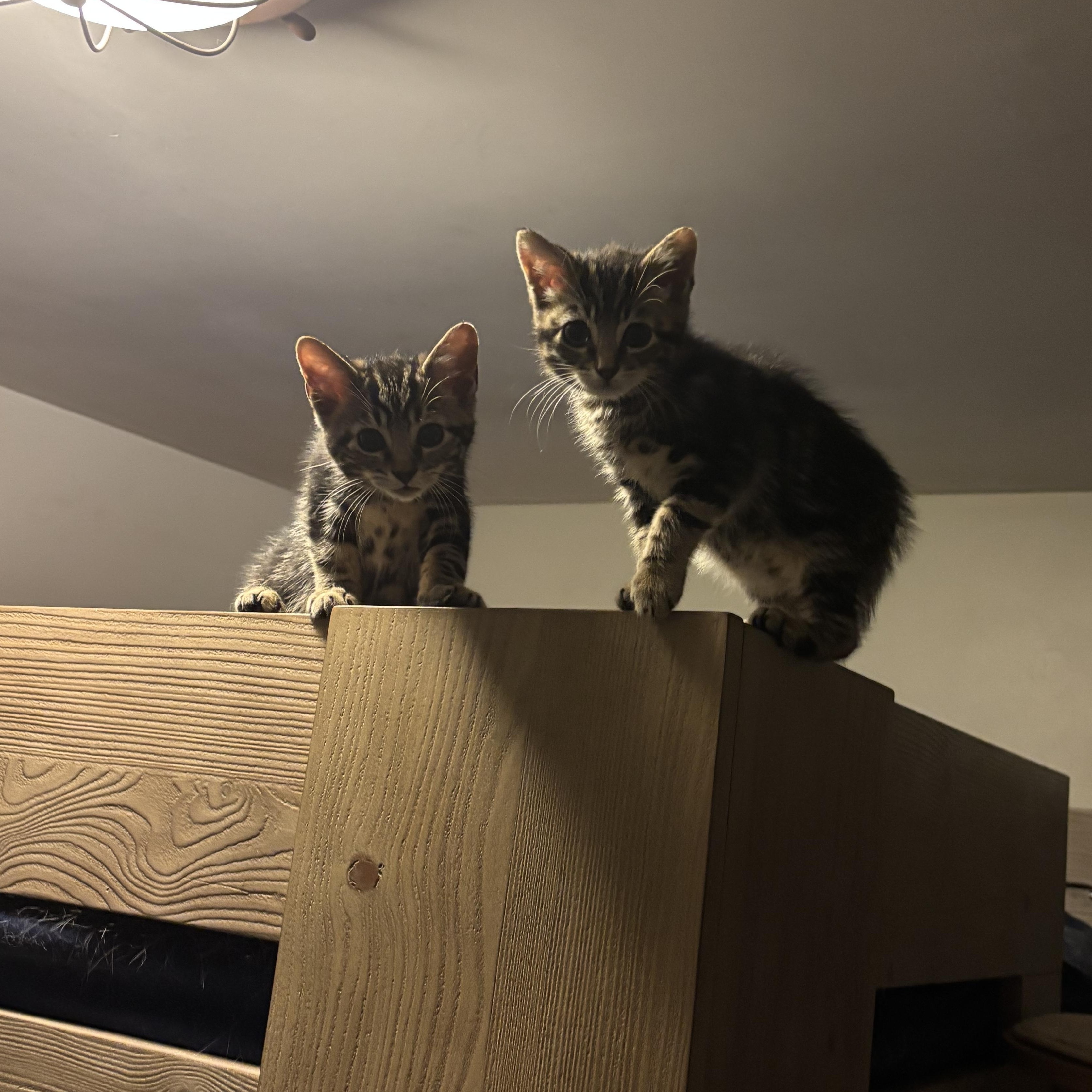 Arlo & Alfie