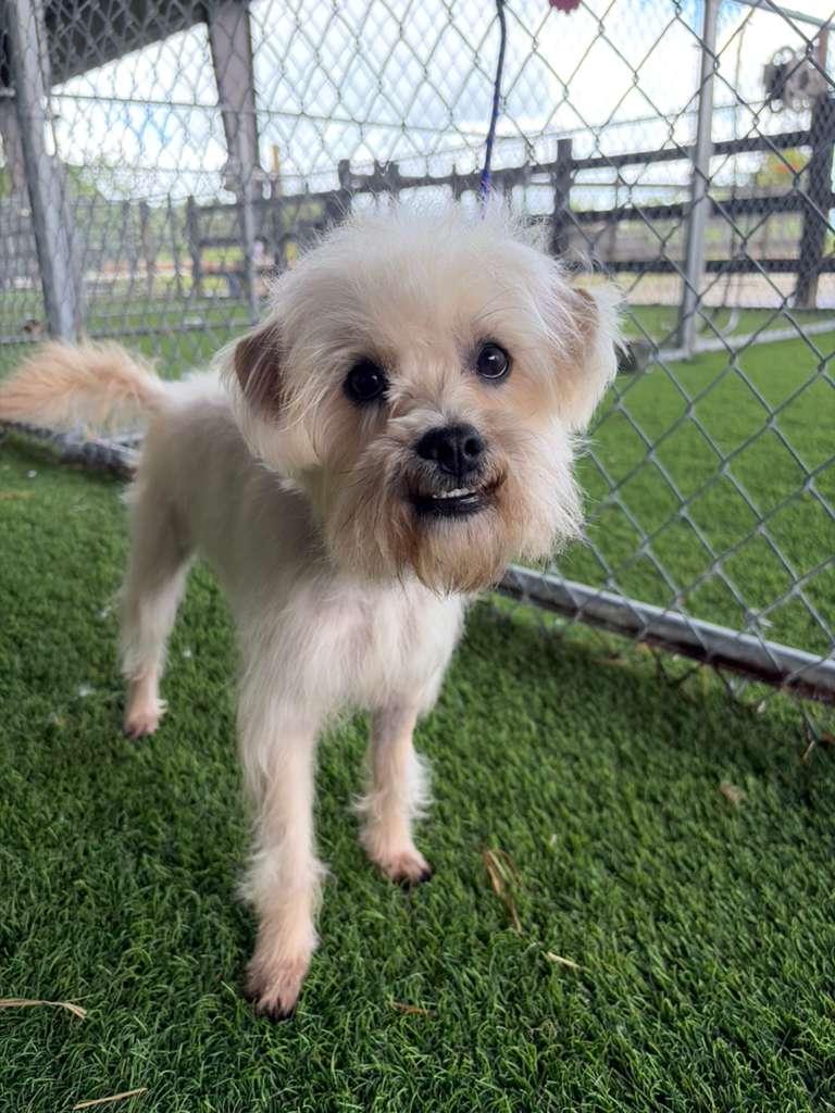 Enlarge Shaggy, an adopted Mixed Breed in Brooklyn, NY image 2/4