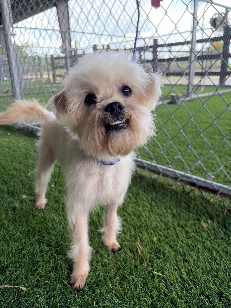 Enlarge Shaggy, an adopted Mixed Breed in Brooklyn, NY image 4/4