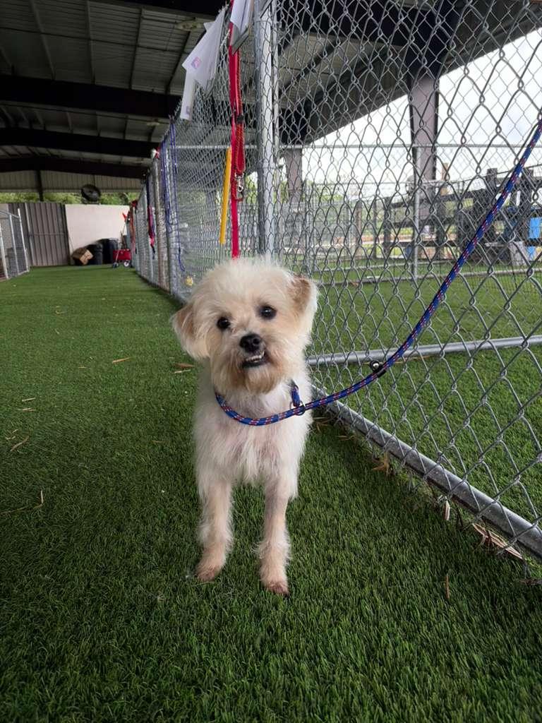 Shaggy, adopted, Young Male Mixed Breed.