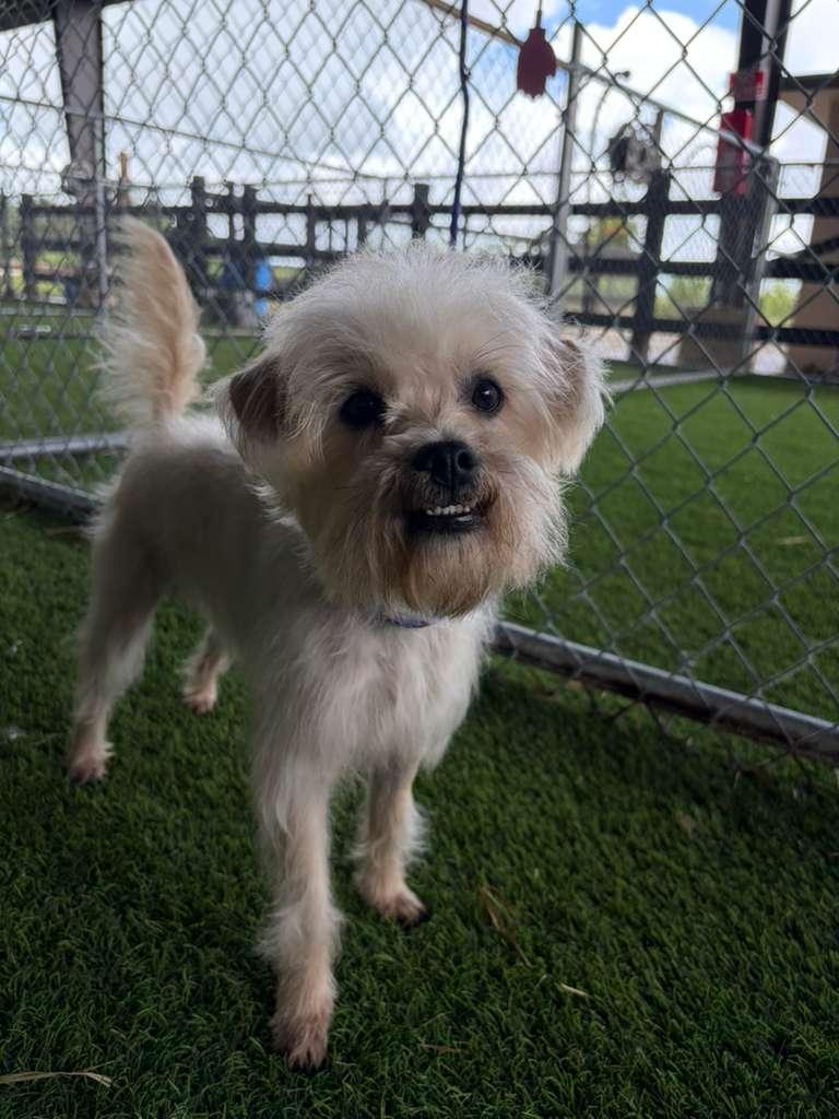 Enlarge Shaggy, an adopted Mixed Breed in Brooklyn, NY image 3/4