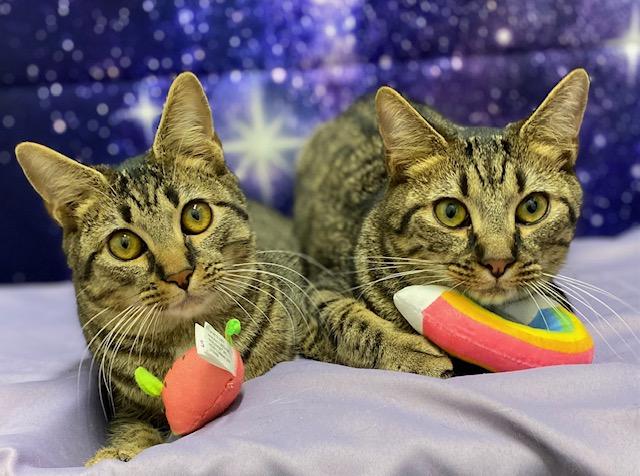 Remus & Lupin, Young Male Domestic Short Hair