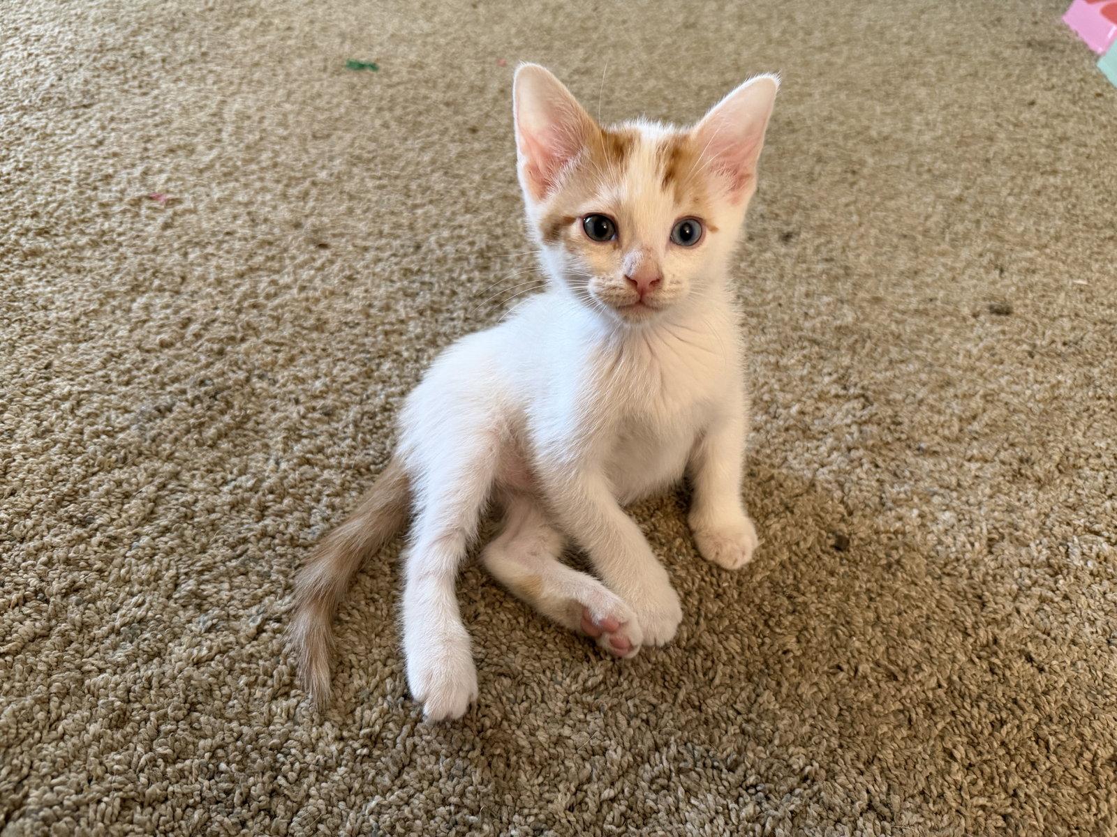 Ike, Adoptable, Kitten Male Domestic Short Hair.