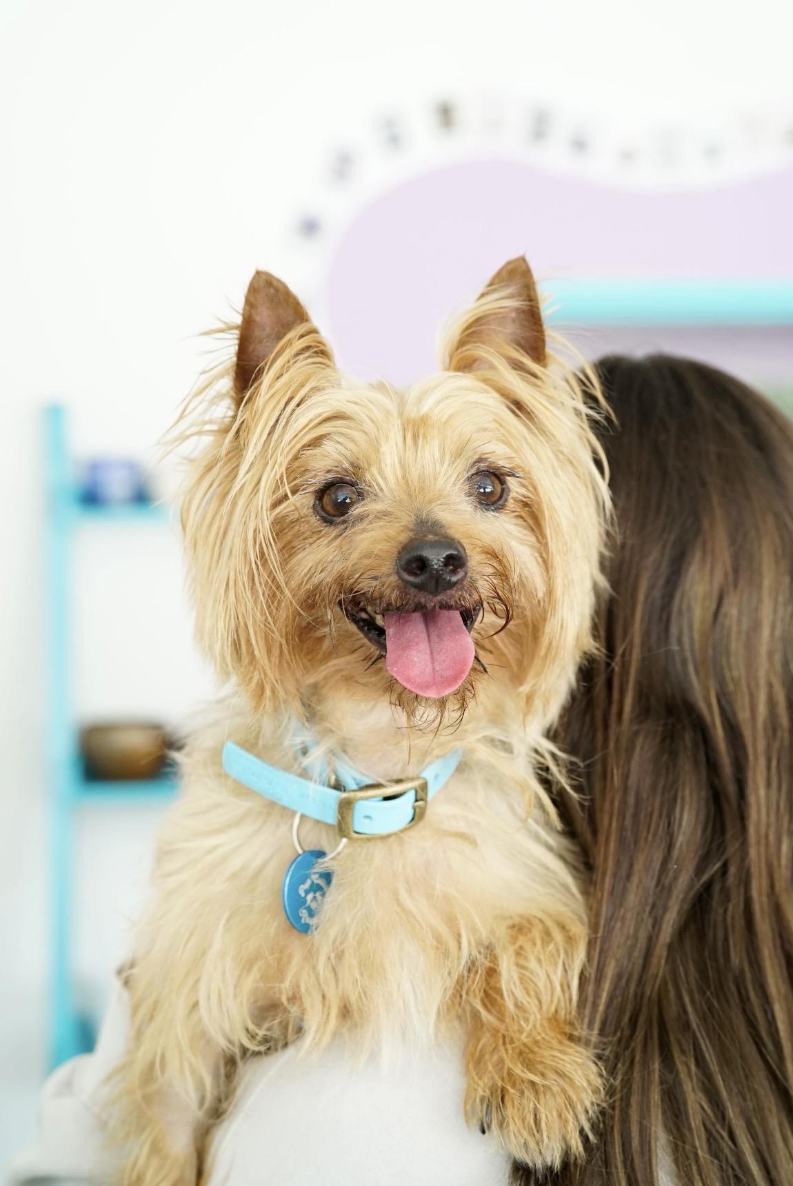 Desi, an adopted Yorkshire Terrier in Pasadena, CA image 3/6