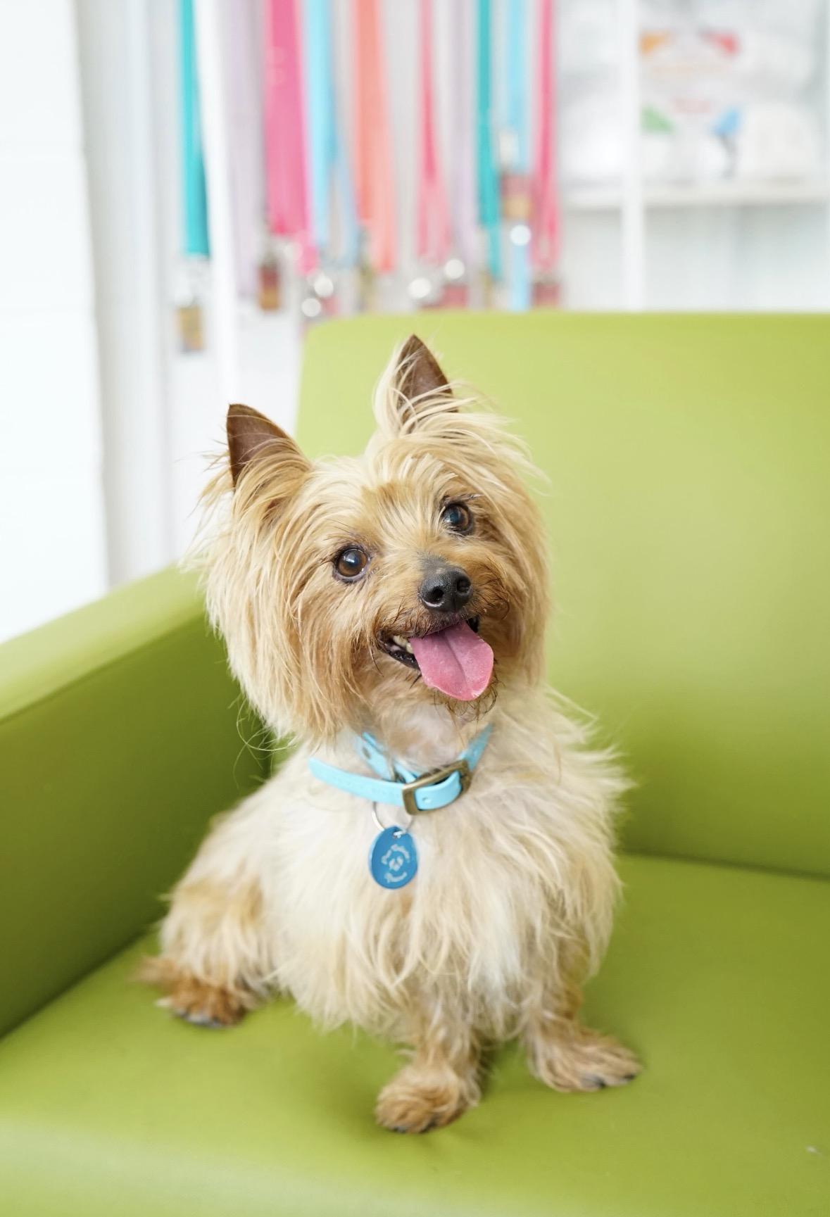 Desi, an adopted Yorkshire Terrier in Pasadena, CA image 1/6