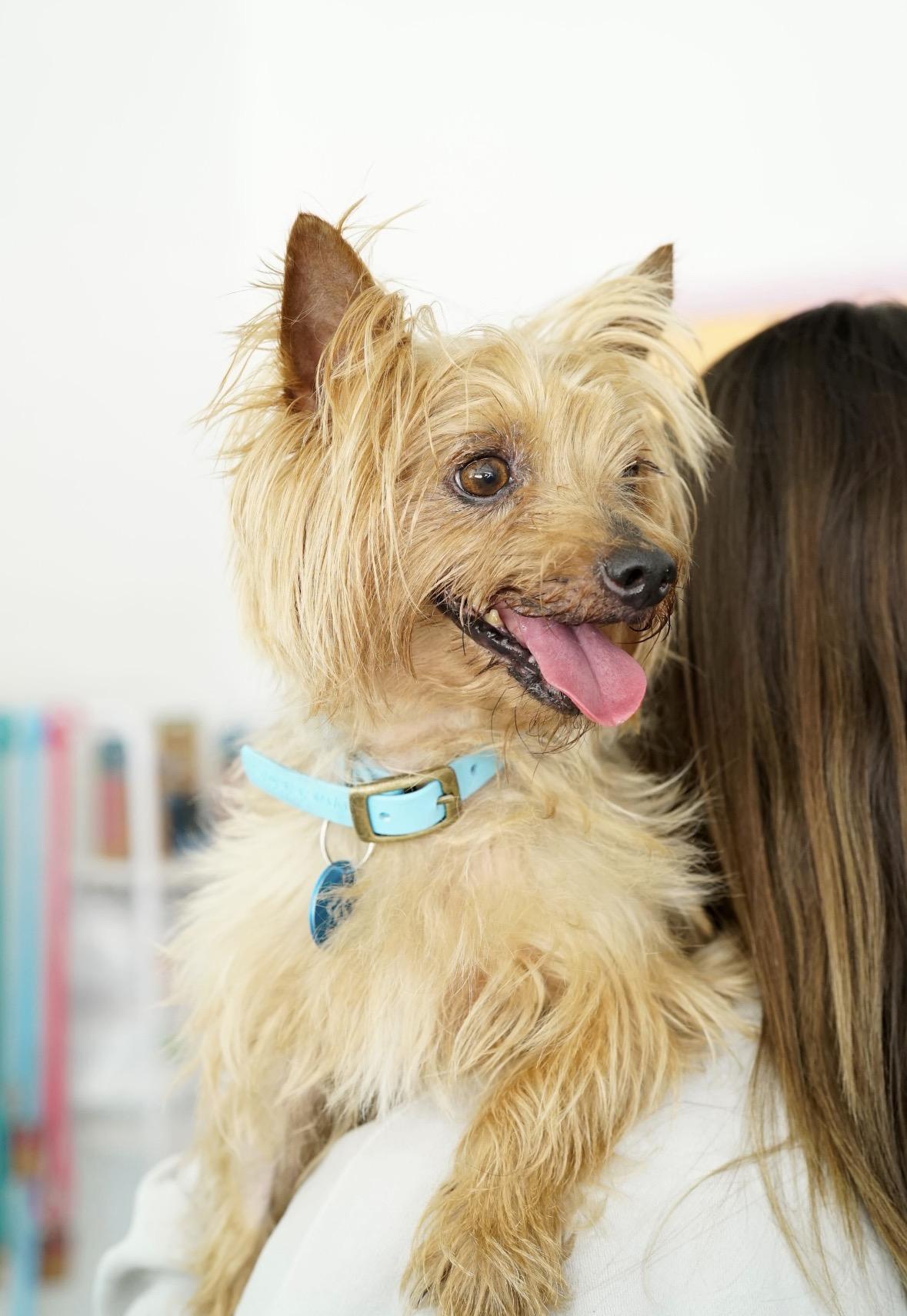 Desi, an adopted Yorkshire Terrier in Pasadena, CA image 5/6