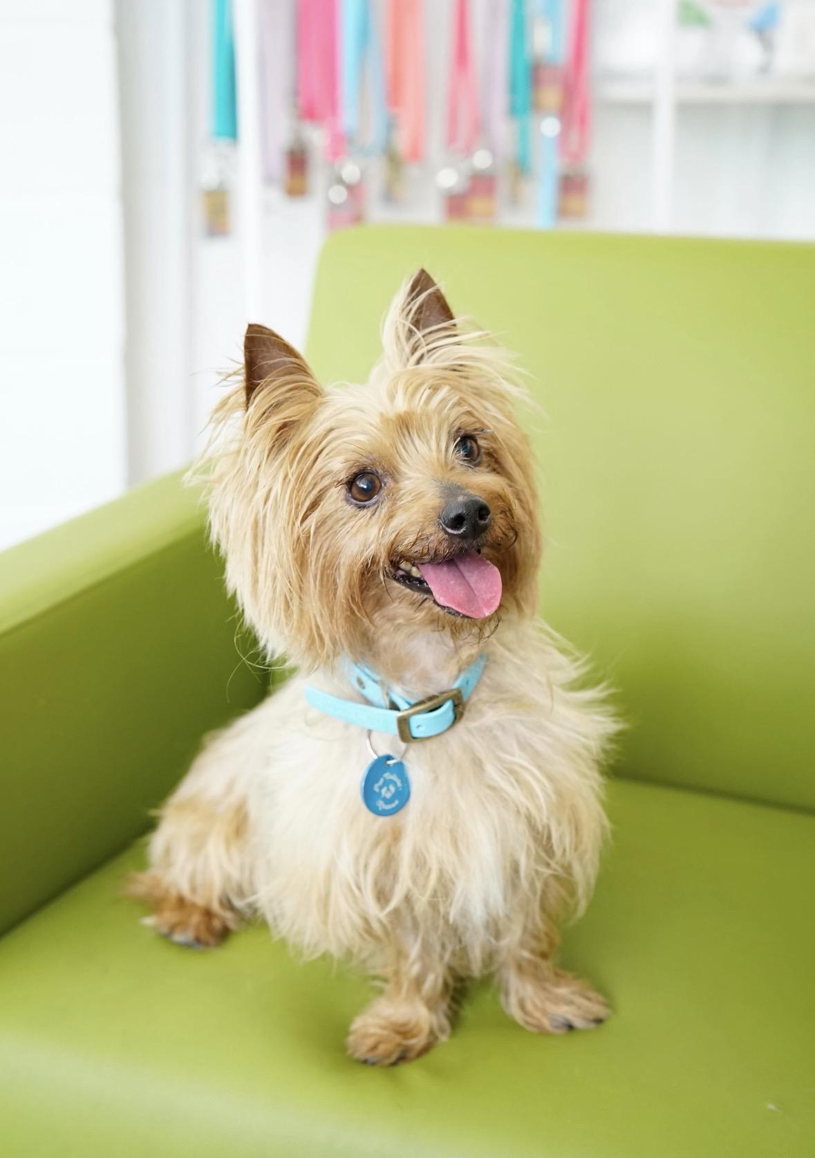 Desi, an adopted Yorkshire Terrier in Pasadena, CA image 4/6