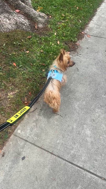 Enlarge Desi, an adopted Yorkshire Terrier in Pasadena, CA video 6/6